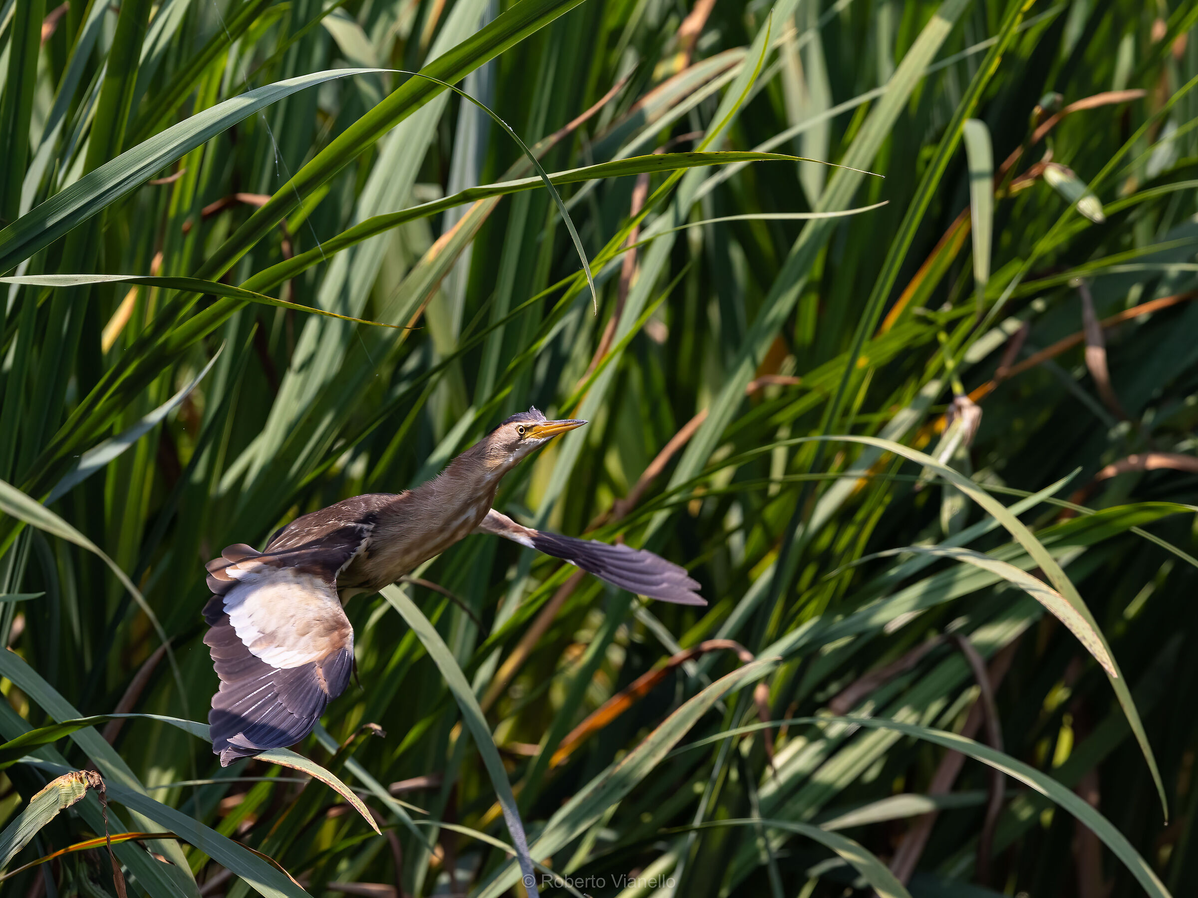 Tarabusino (Ixobrychus minutus).
