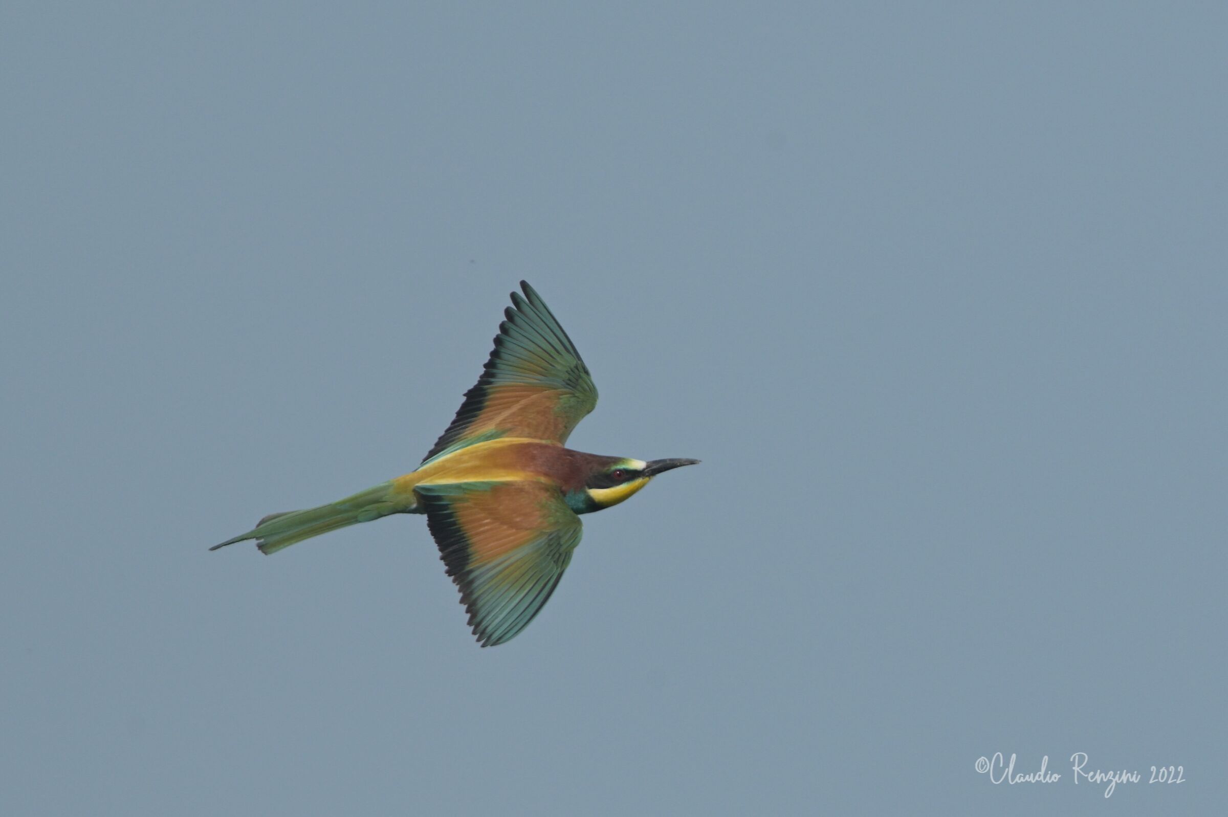 the flight of the bee-eater