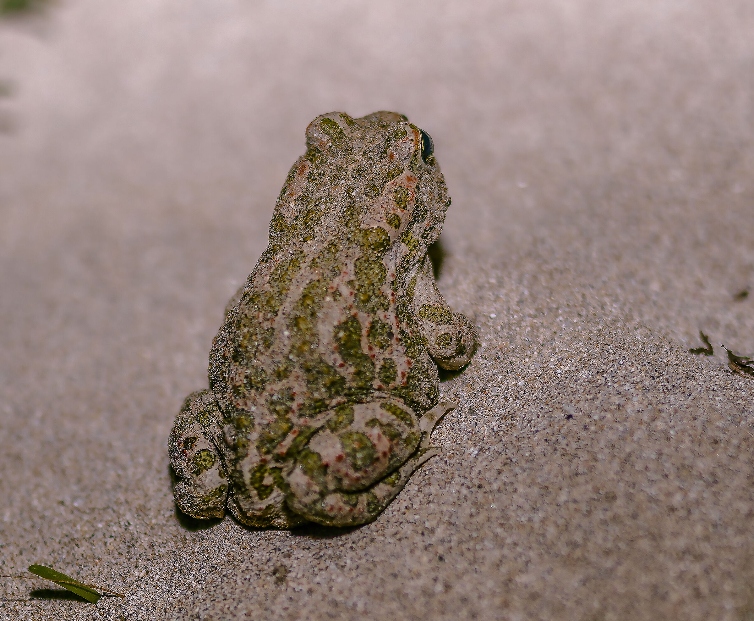 european green toad