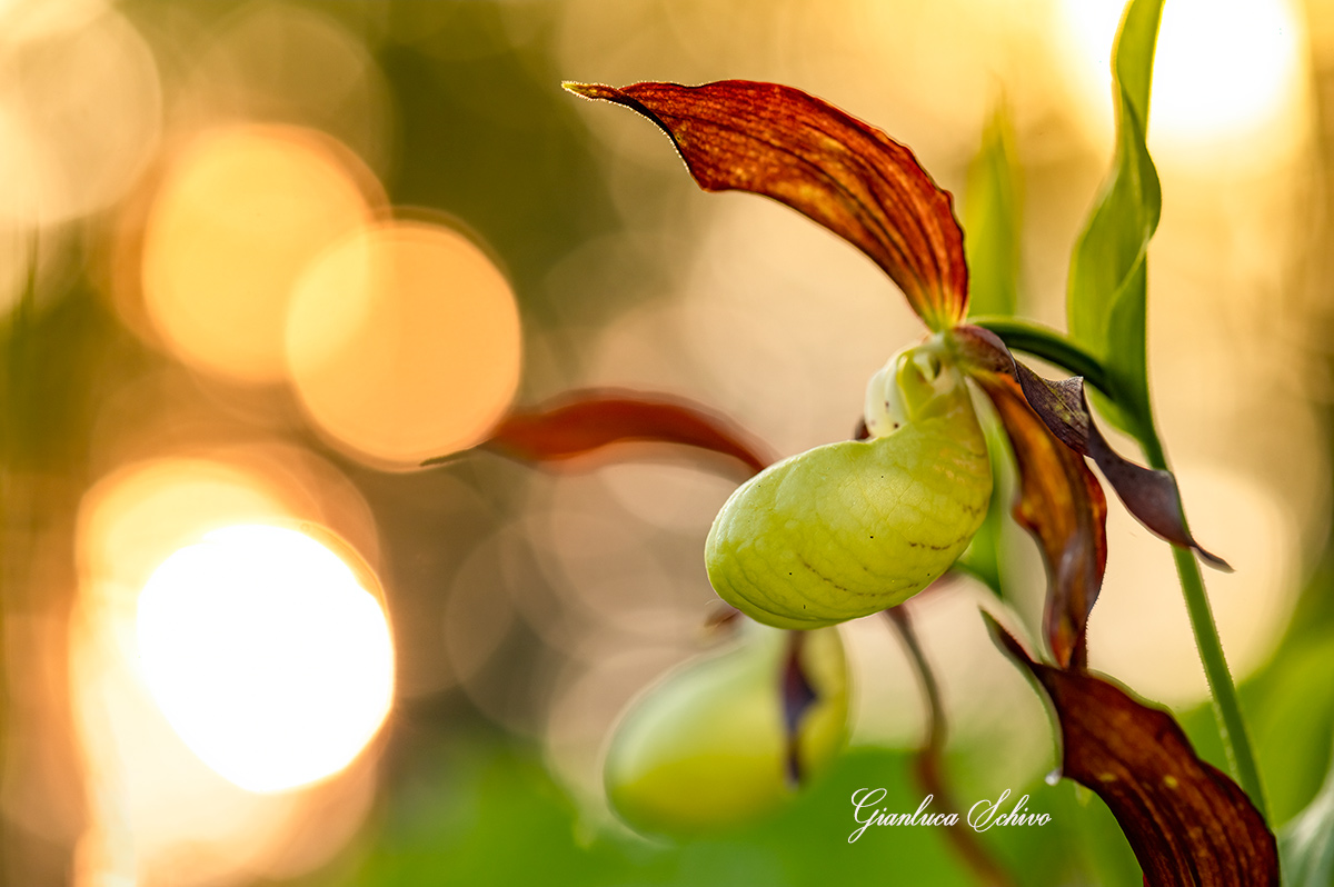 Pianella della Madonna