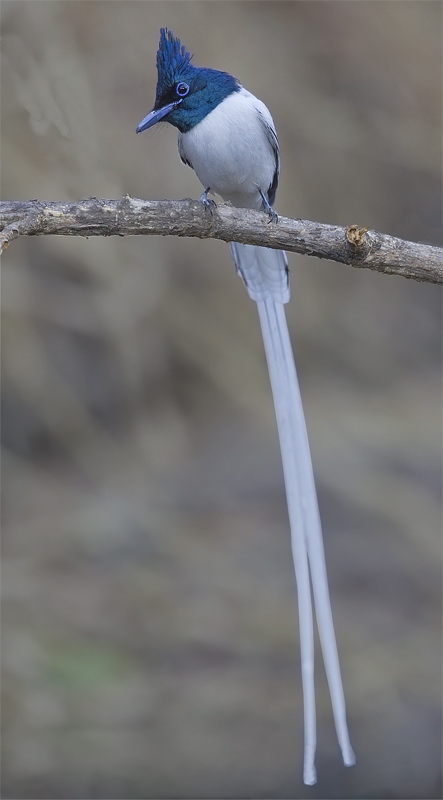 Asian Paradise Flycatcher: Adult male.