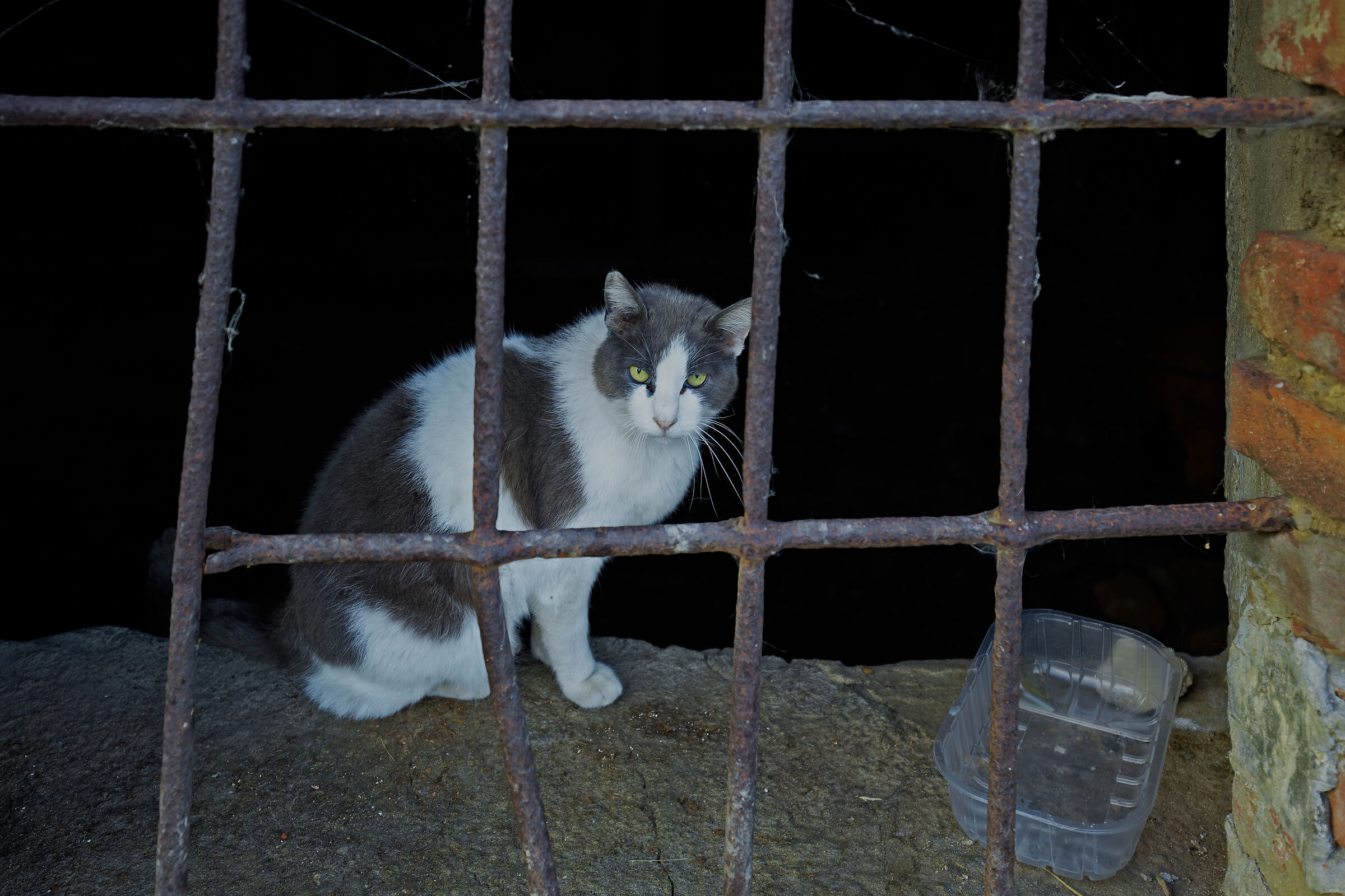 Occhi di gatto