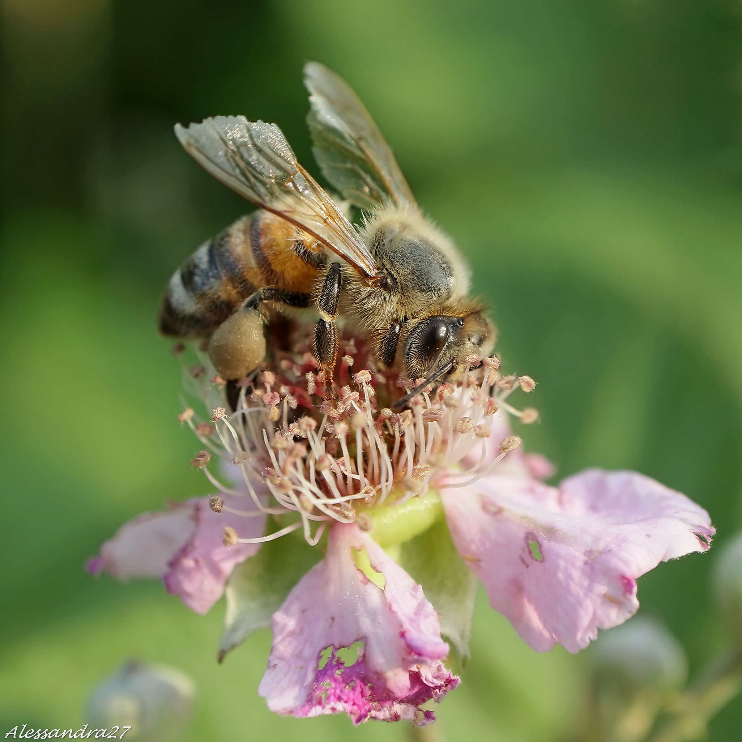 Sono una piccola ape furibonda