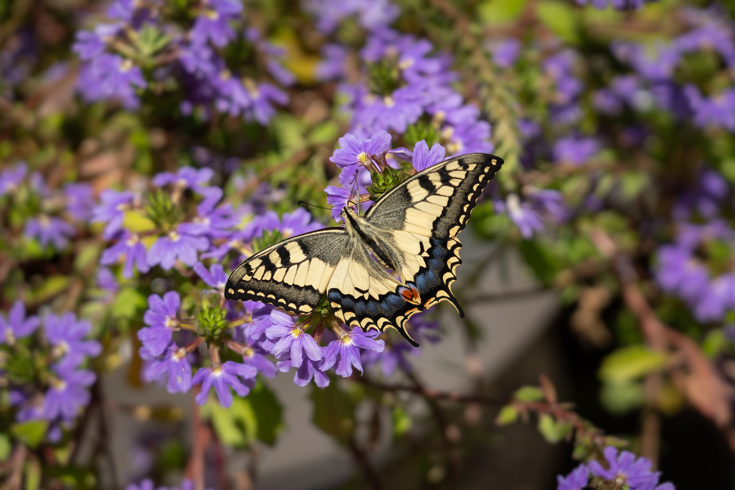 With outstretched wings