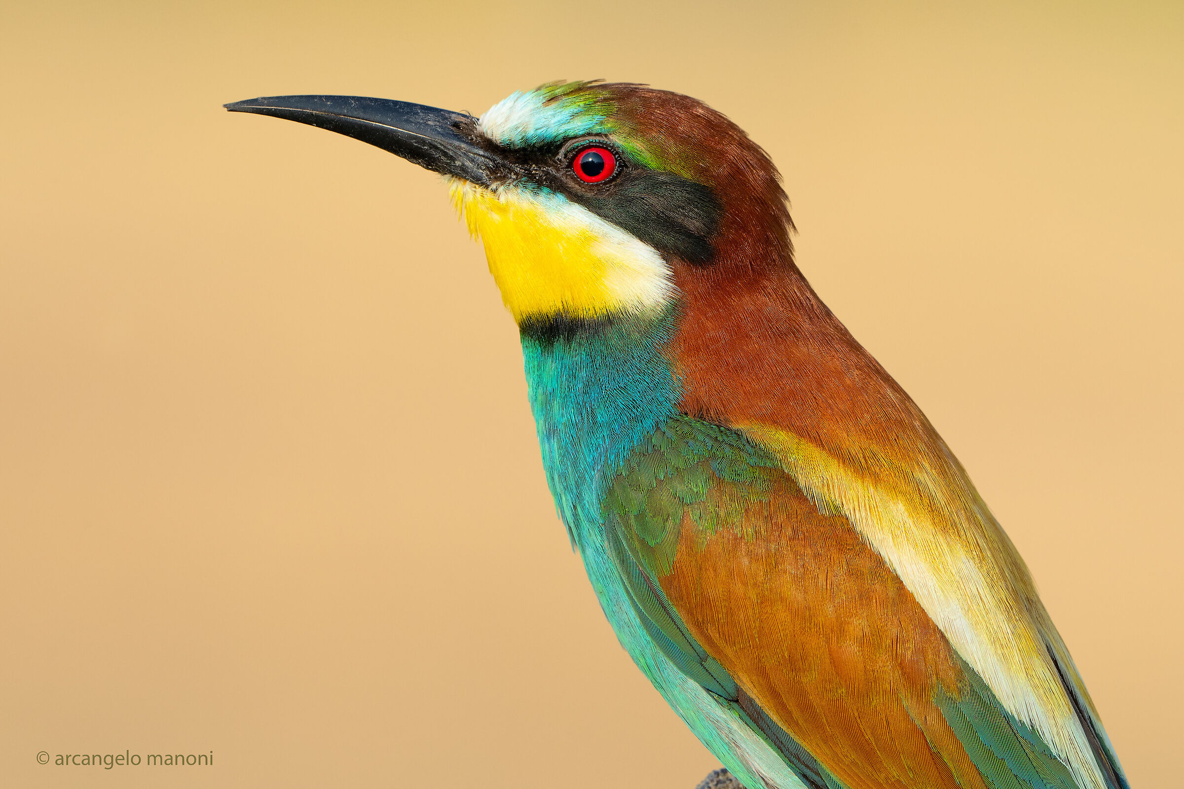 First floor at the bee-eater