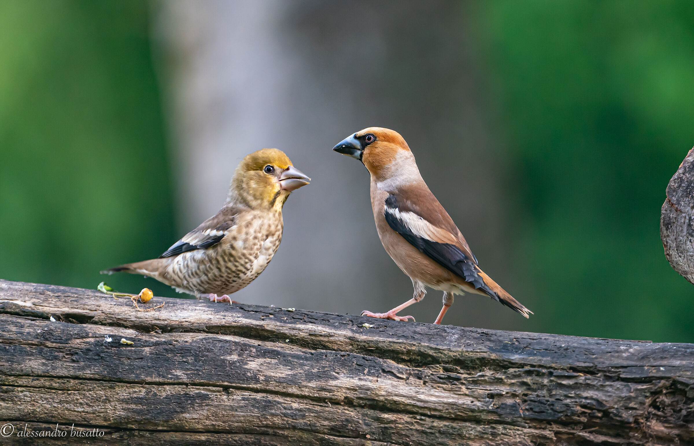 Adult frosone with little one