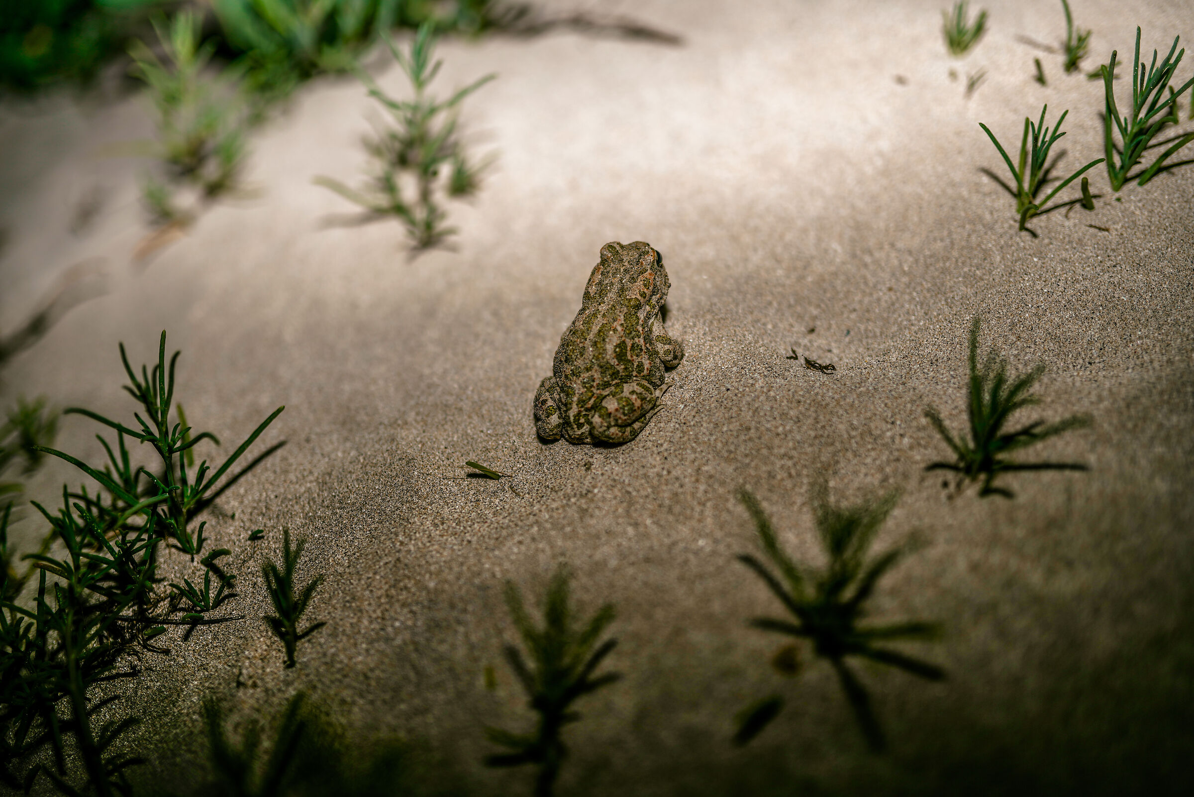 EUROPEAN GREEN TOAD