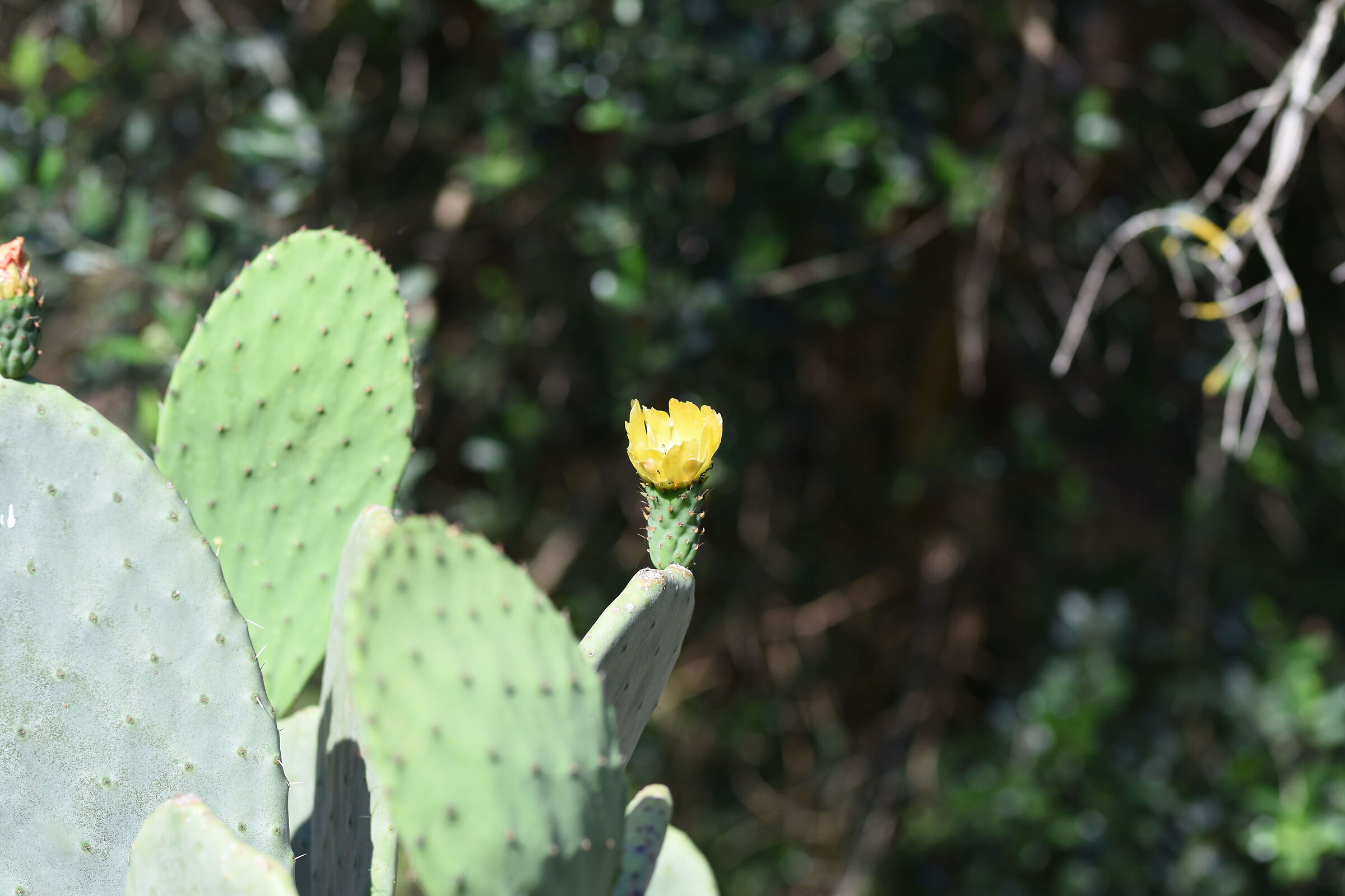 Sigma 85, 1.4 Art- 1/ 1.0 0 0, F. 2.8, ISO 125