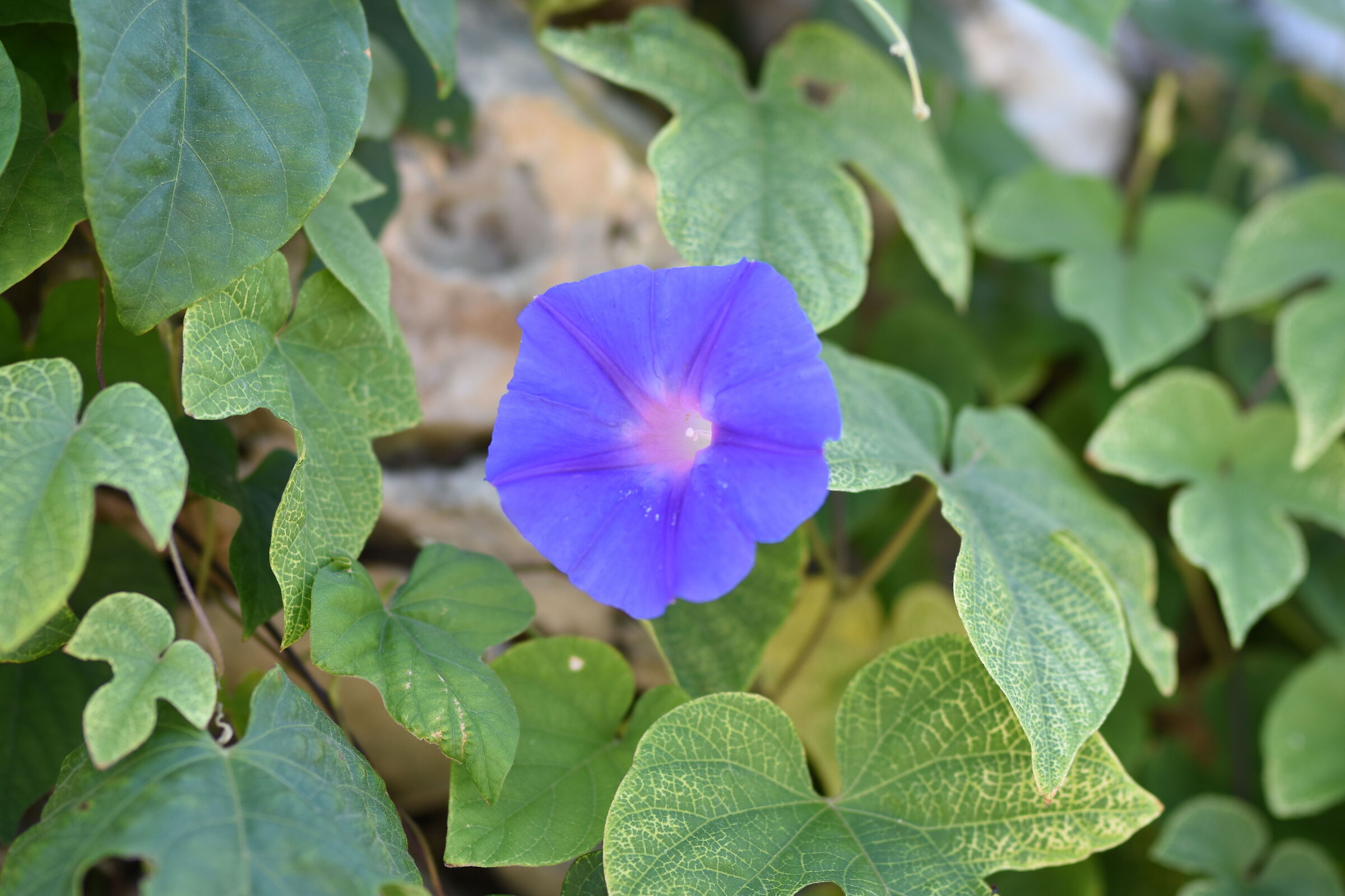Sigma 85, 1.4 Art- F. 1.7, 1/ 1.0 0 0, ISO 125