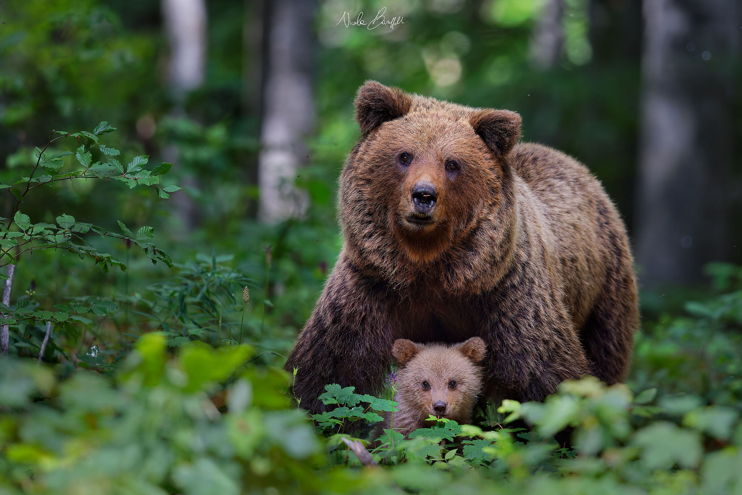 Protezione materna - L'orsetto e mamma orsa
