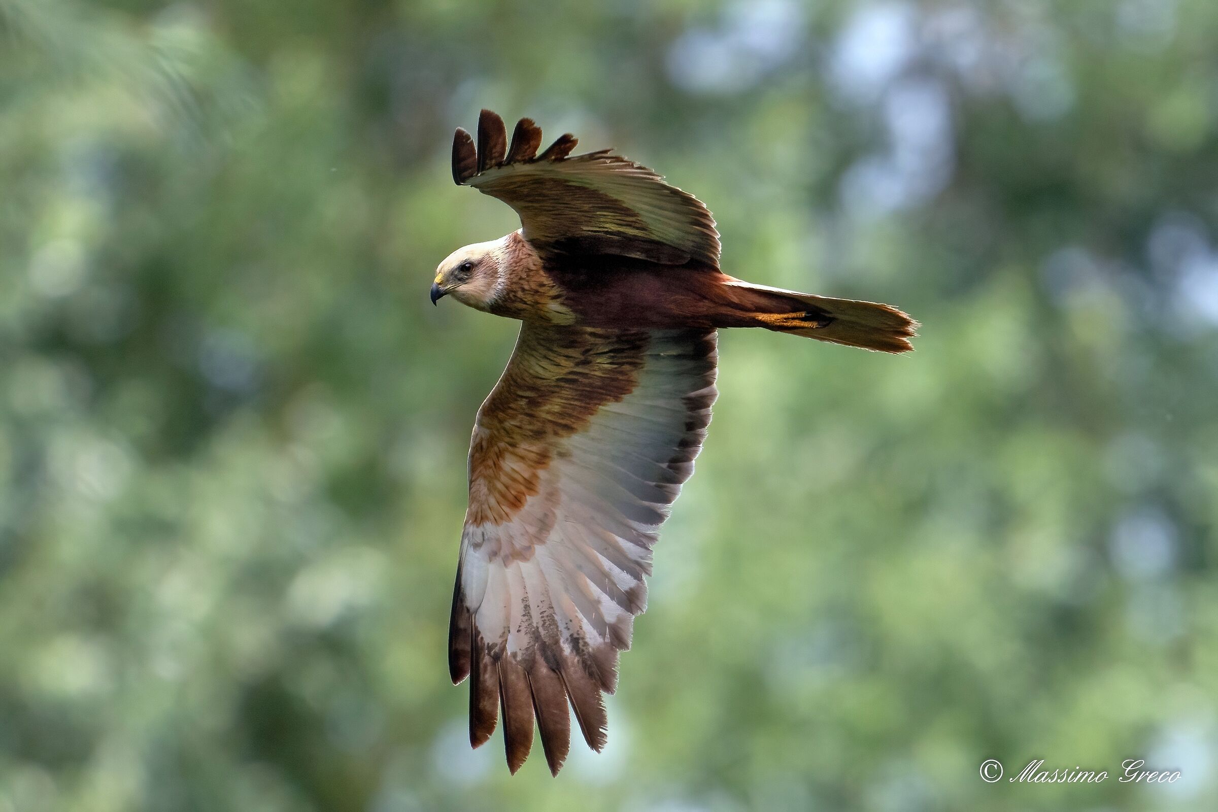 Male Marsh Falcon (Circus aeruginosus)