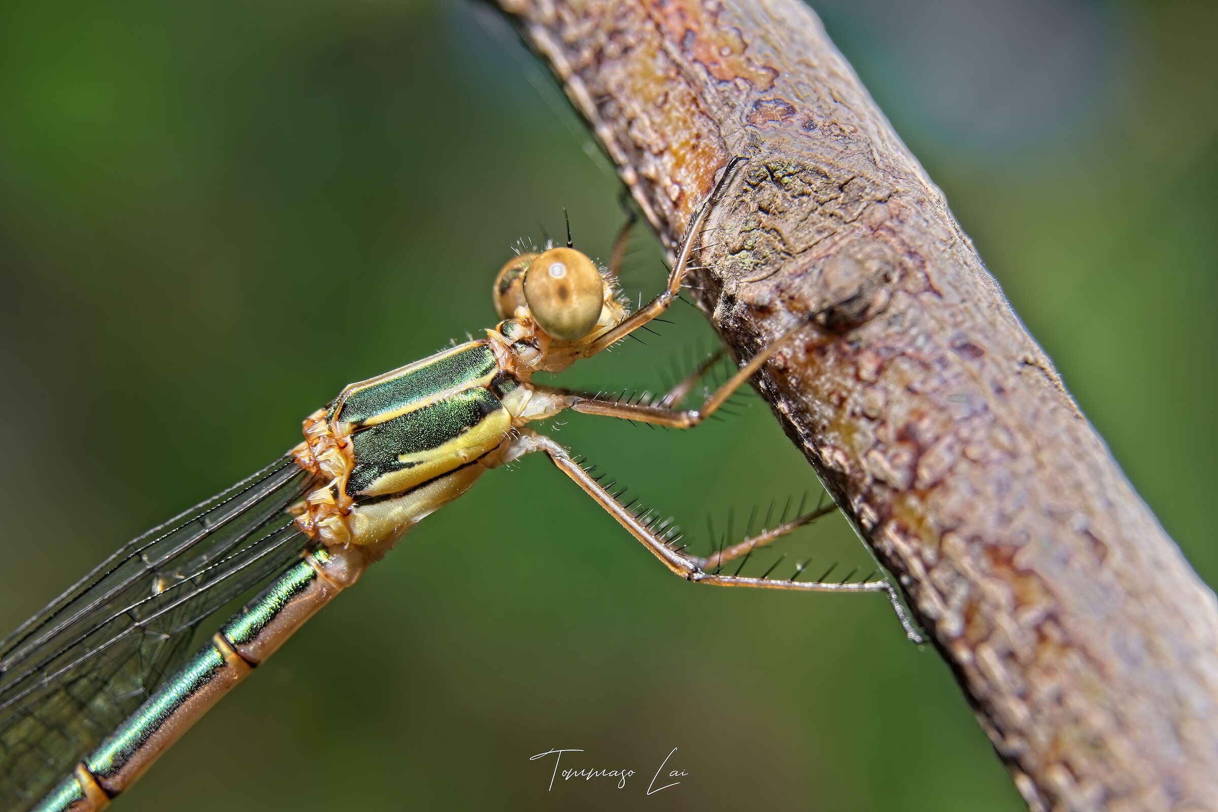 Calcolester viridis - Paused
