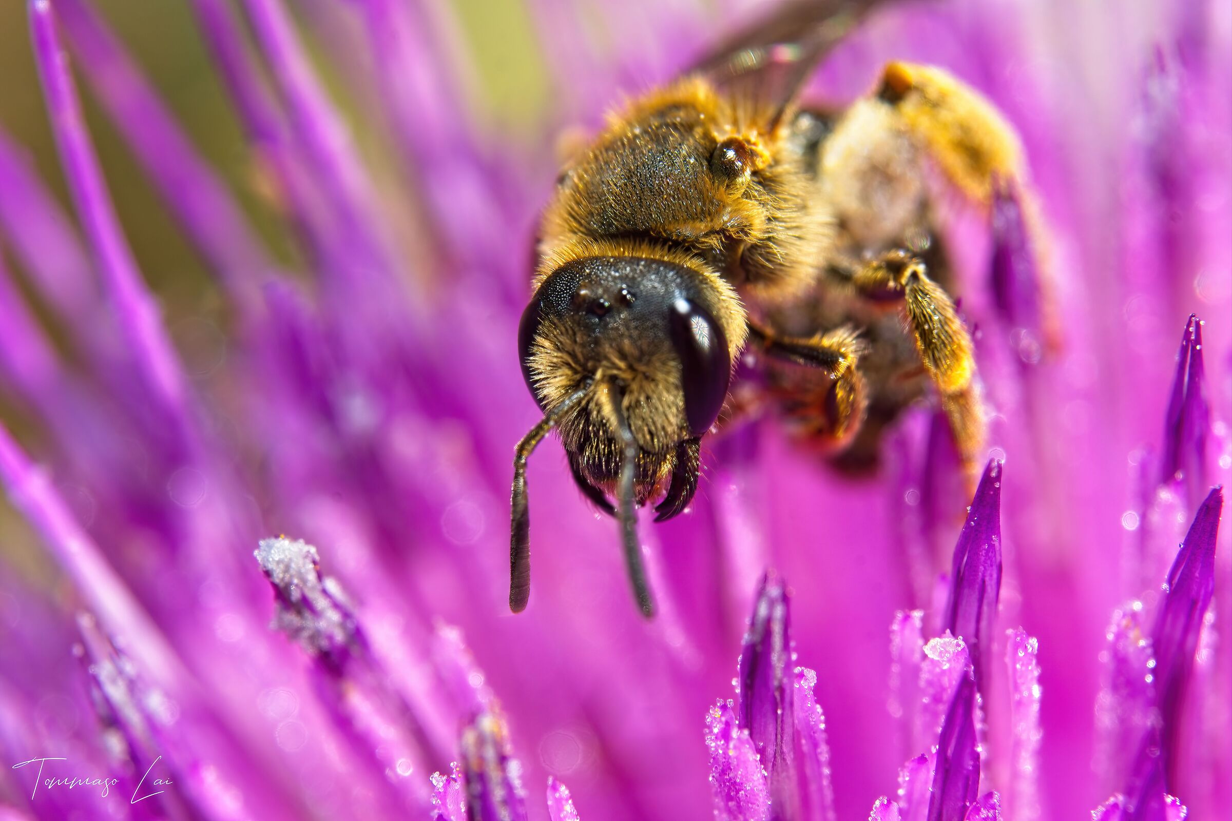 Halictus scabiosae - Digging Bee