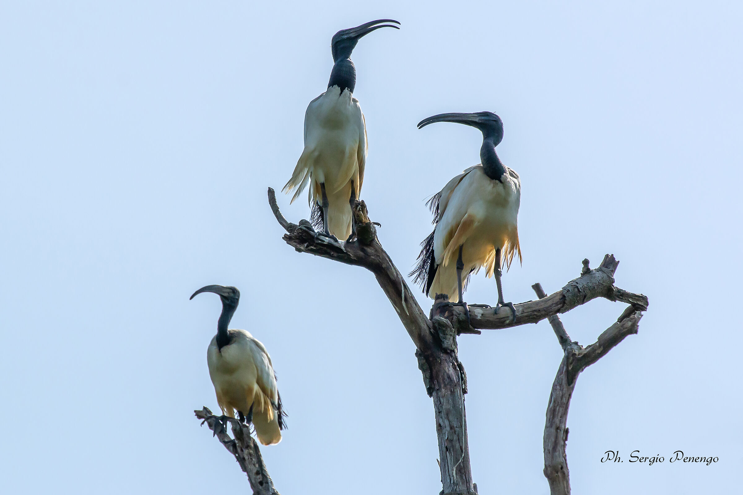 "Come Avvoltoi" (Ibis Sacro)