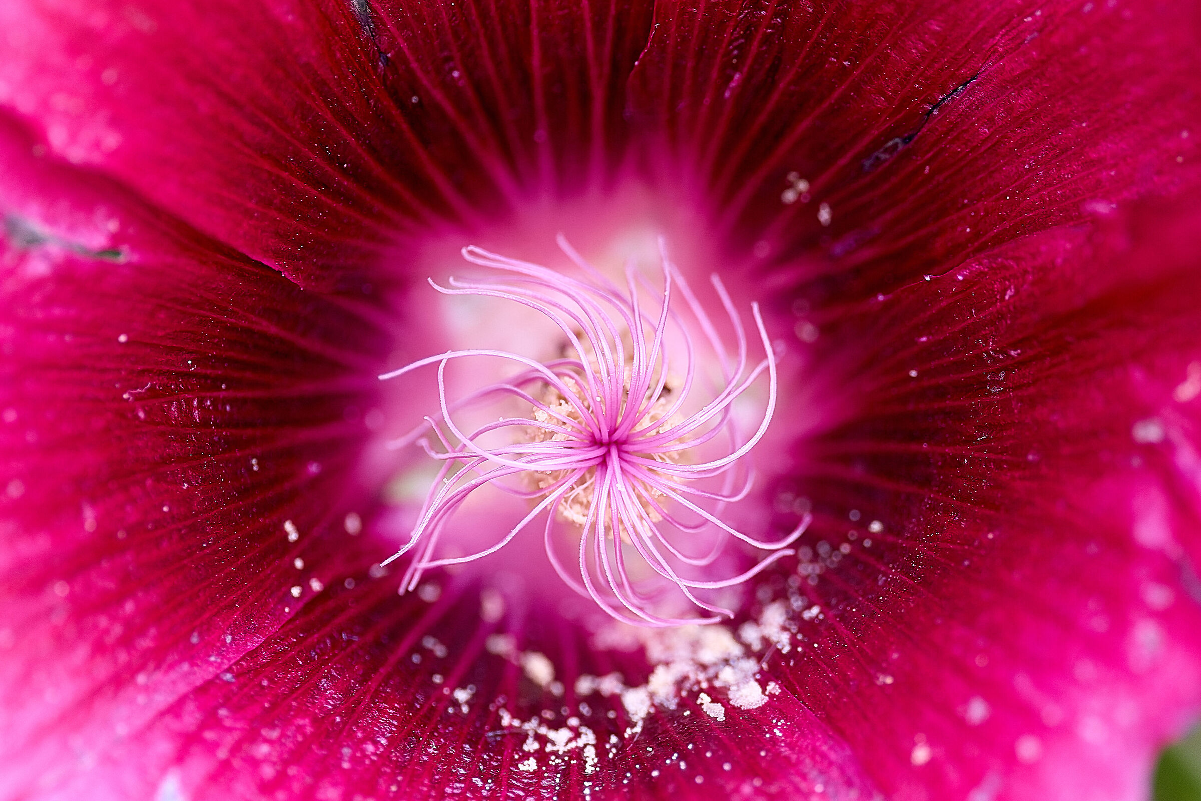 Nei meandri di un fiore