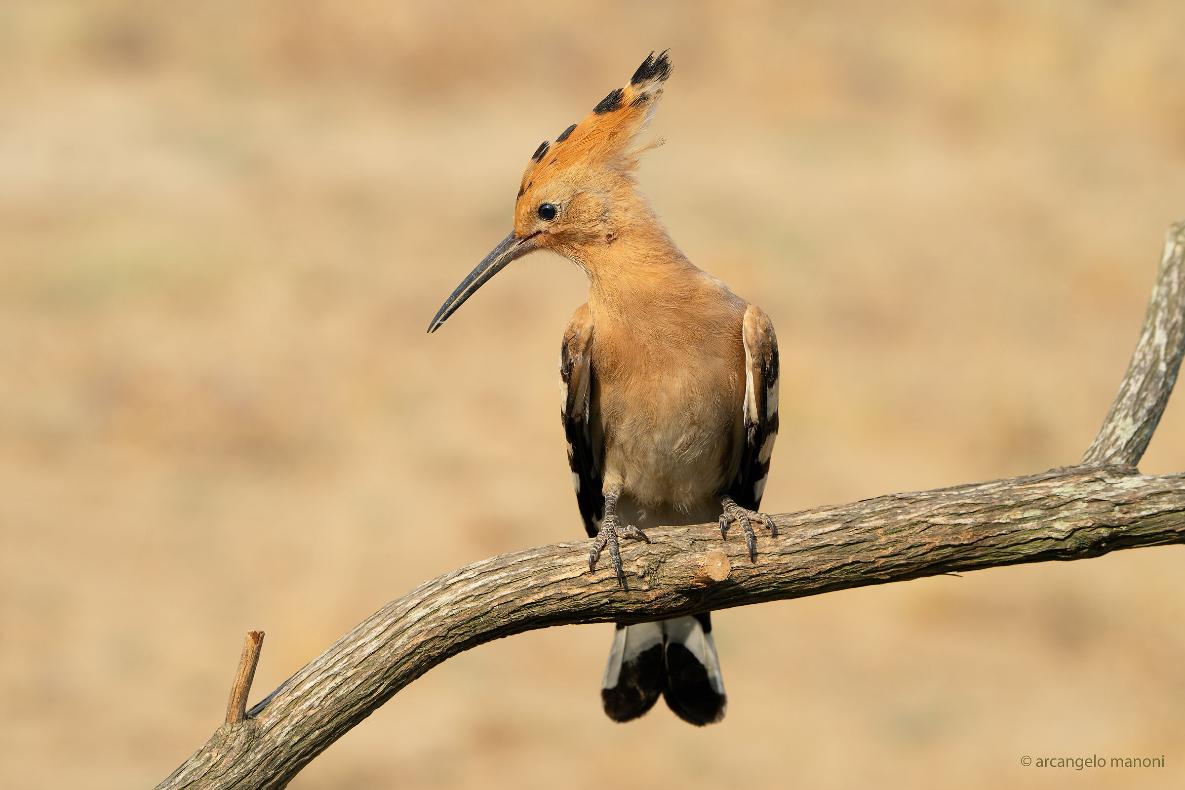 Il sorriso dell'upupa