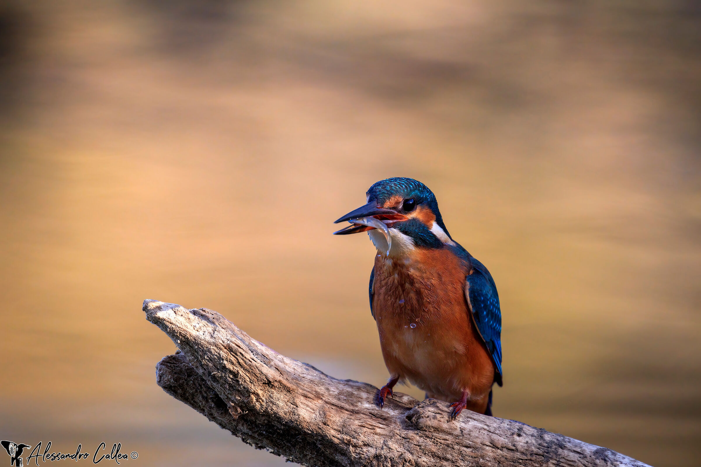 Il Sole è appena sorto... ma qualcuno ha già v...