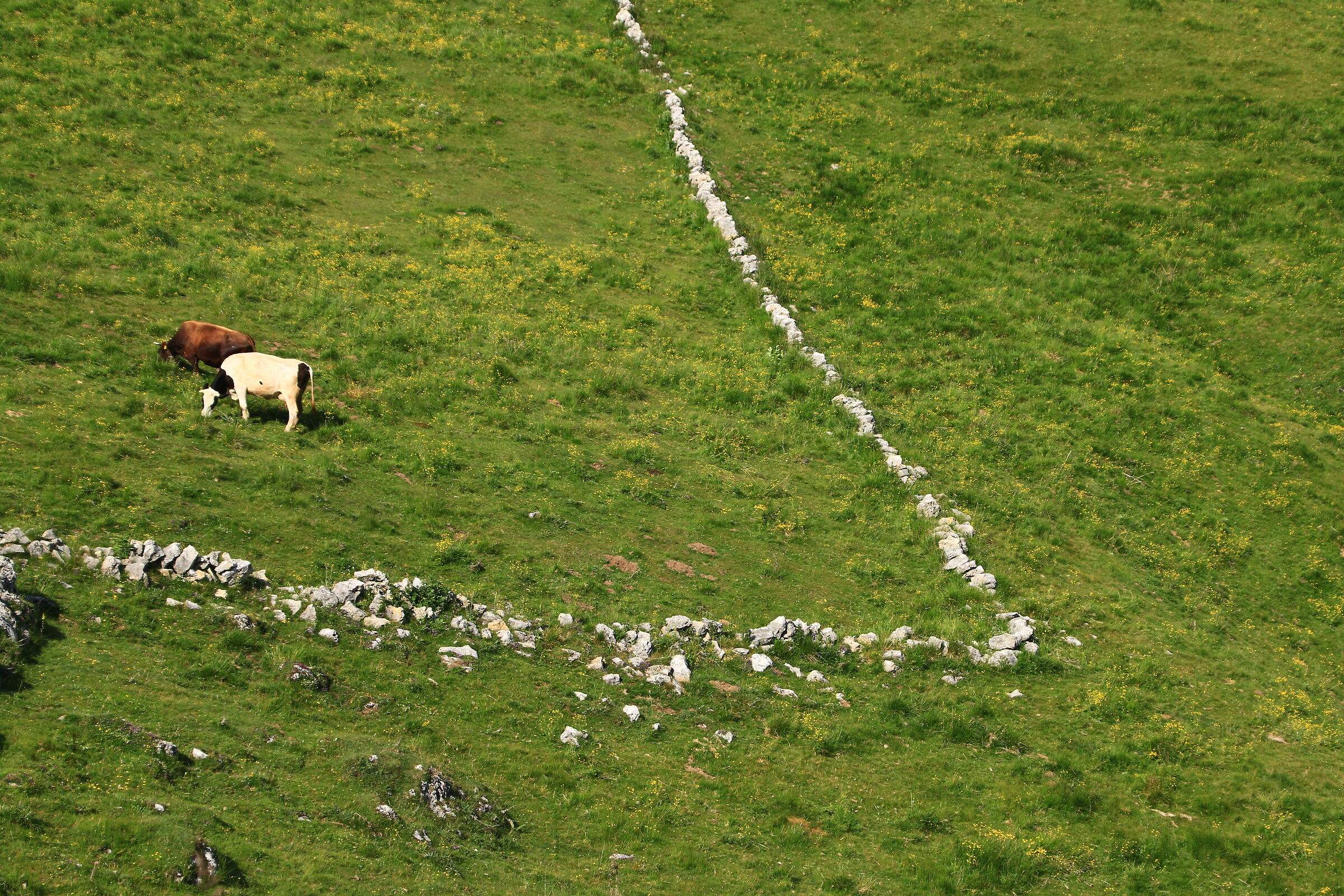 Pasture