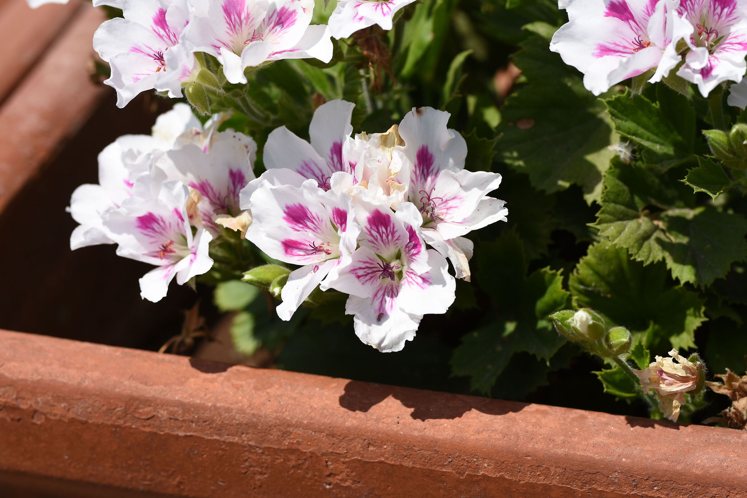 Sigma 85, 1.4 Art- 1/ 1.0 0 0, F. 4.8, ISO 125