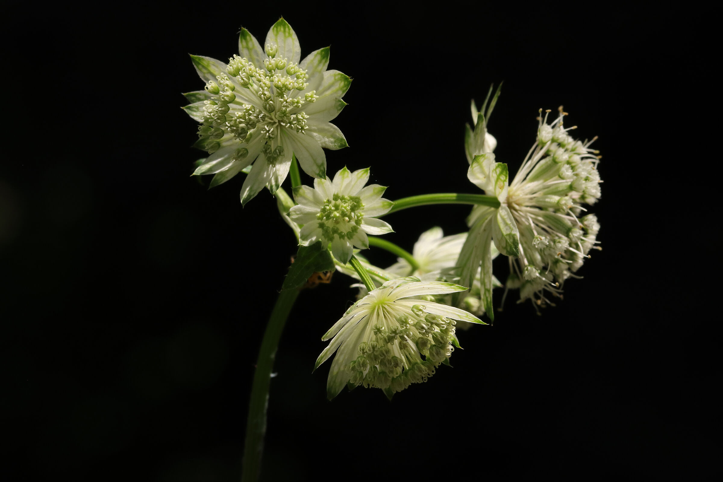 "Astrantia Major" - in the woods