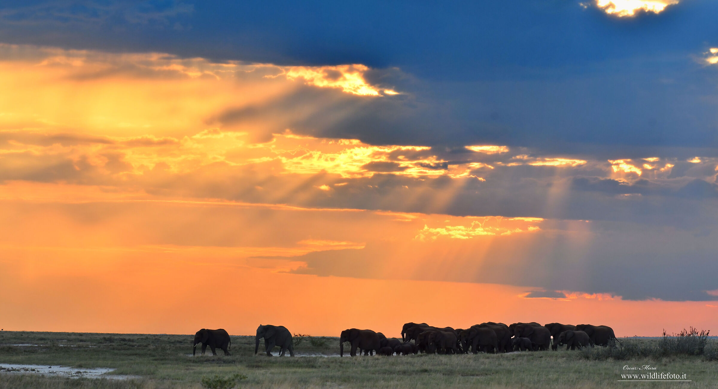Namibia olifant in Etosha www.wildlifefoto.it workshop