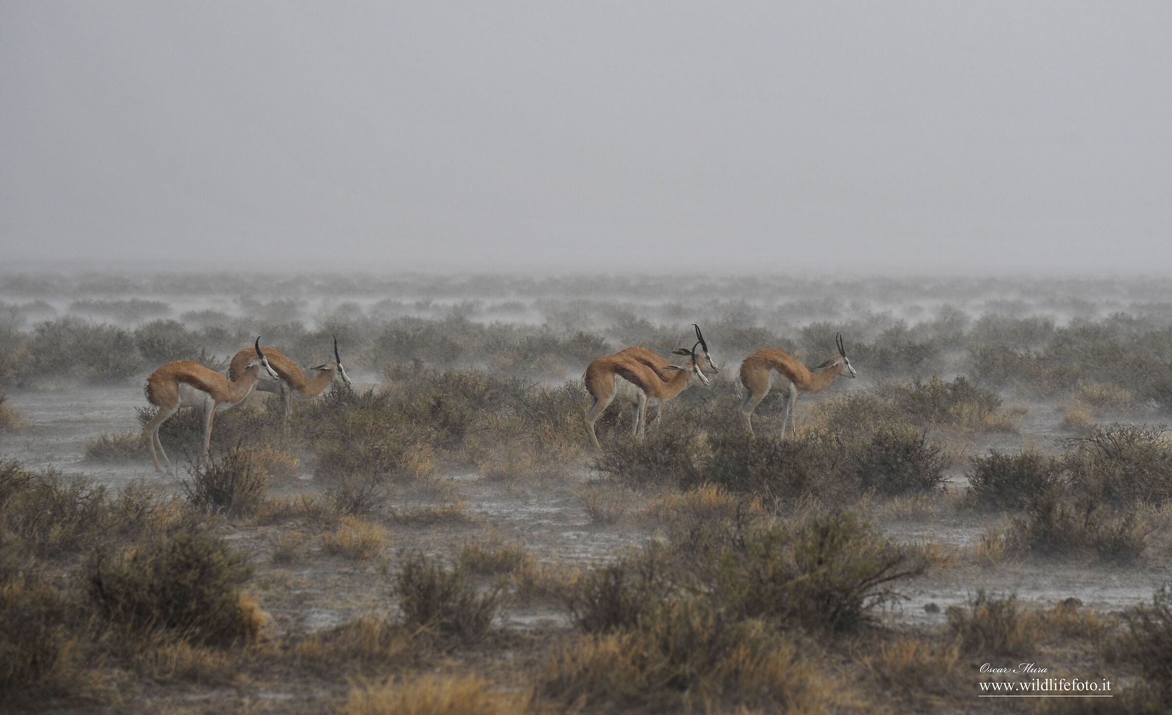 Namibia the storm www.wildlifefoto.it workshop