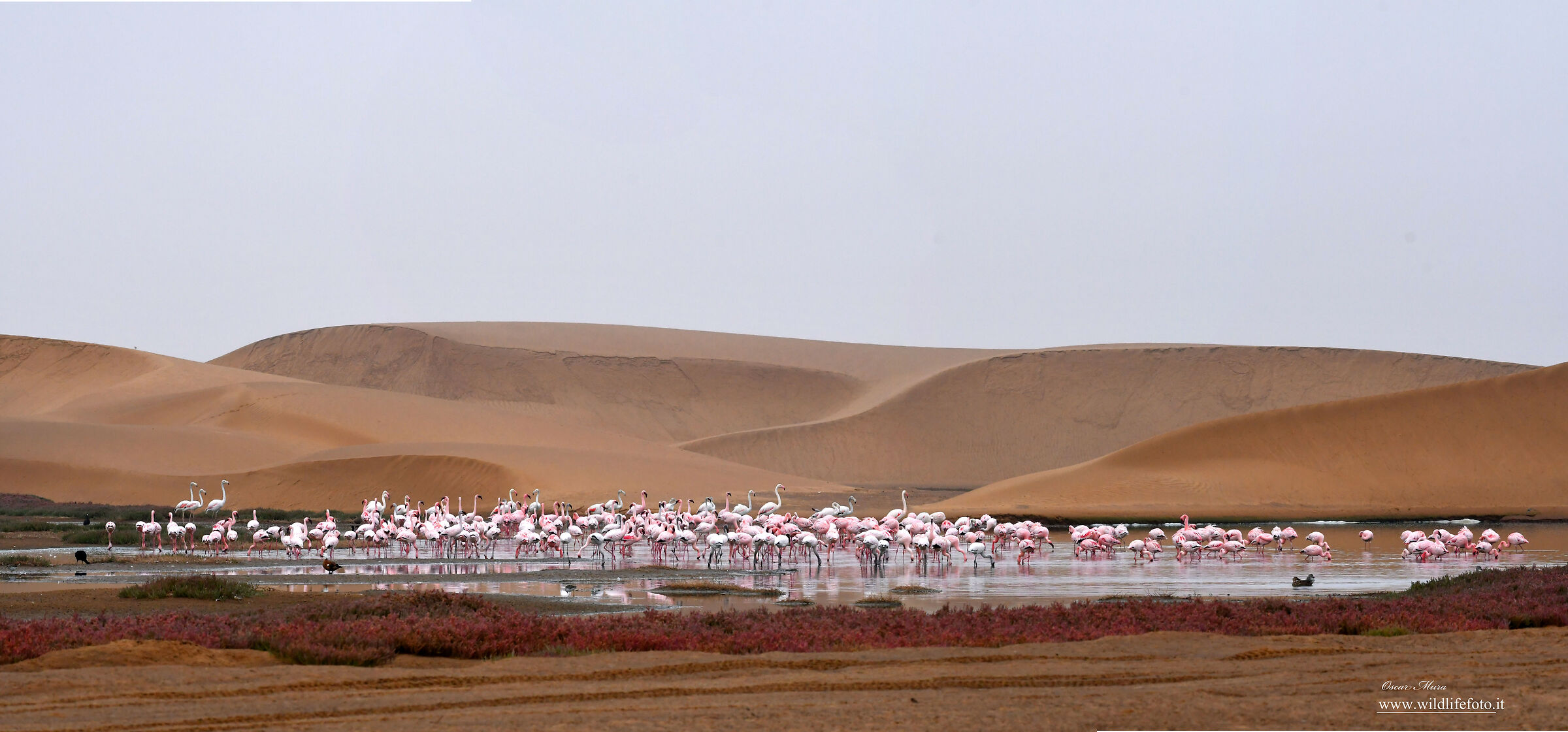 Naukluft n.p. Namibia www.wildlifefoto.it workshops