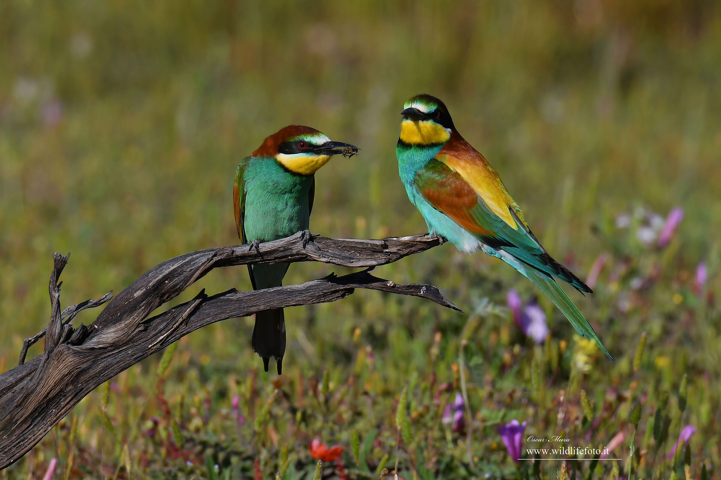 Bee-eaters www.wildlifefoto.it workshops in Sardinia