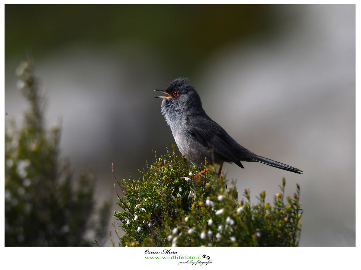 Magnanina Sarda www.wildlifefoto.it workshop Sardinia