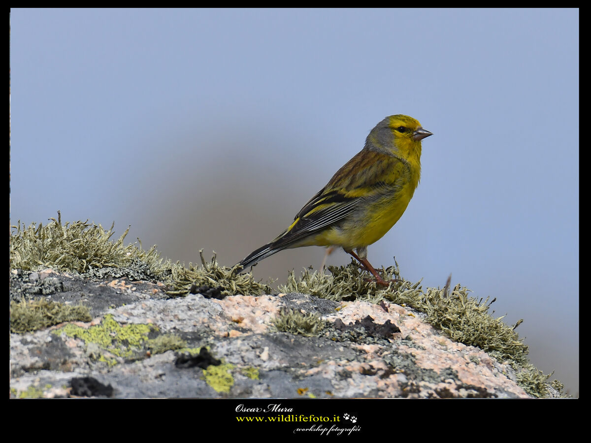 Venturone course www.wildlifefoto.it workshop Sardinia