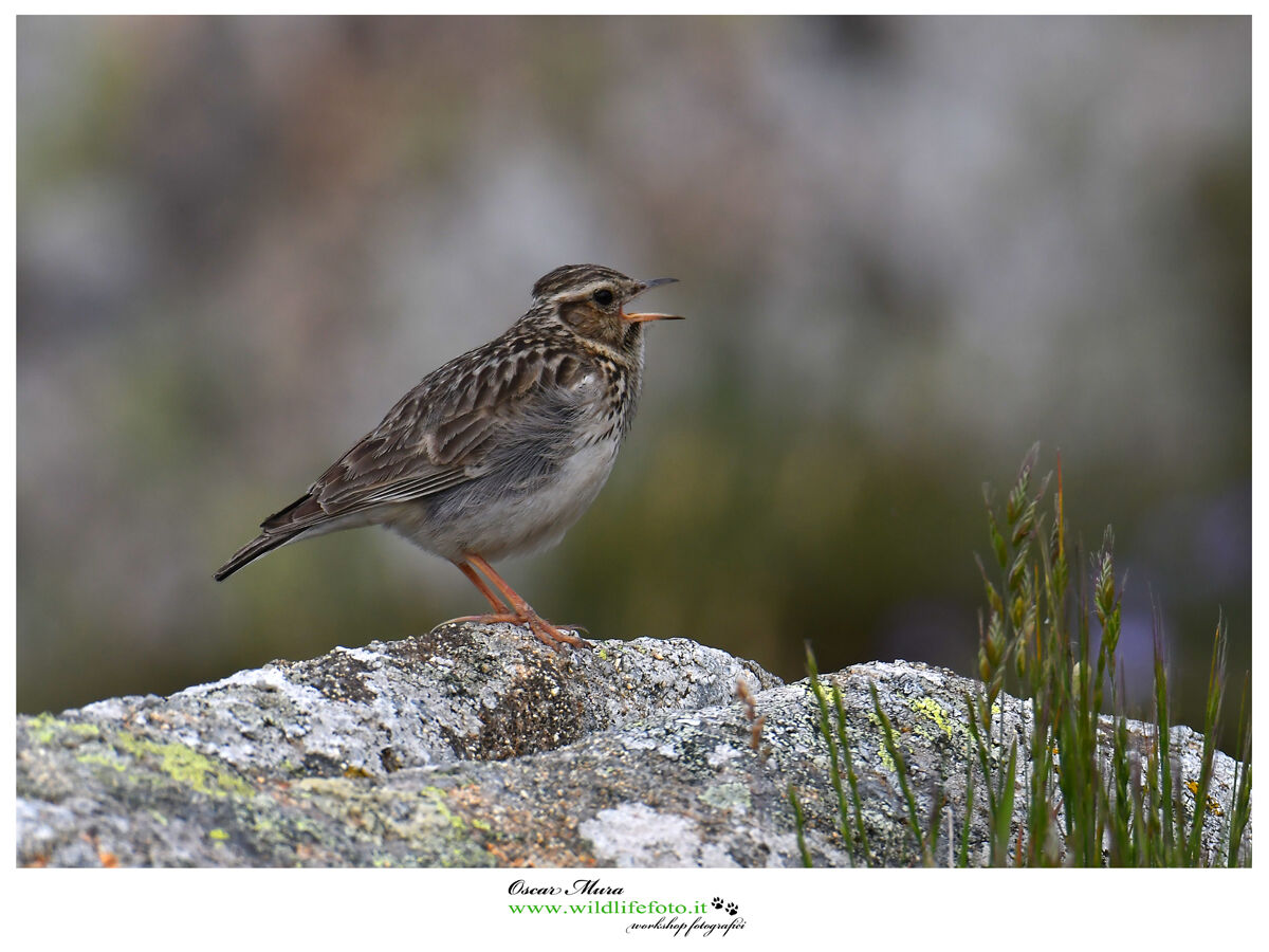 Tottavilla www.wildlifefoto.it workshop Sardinia