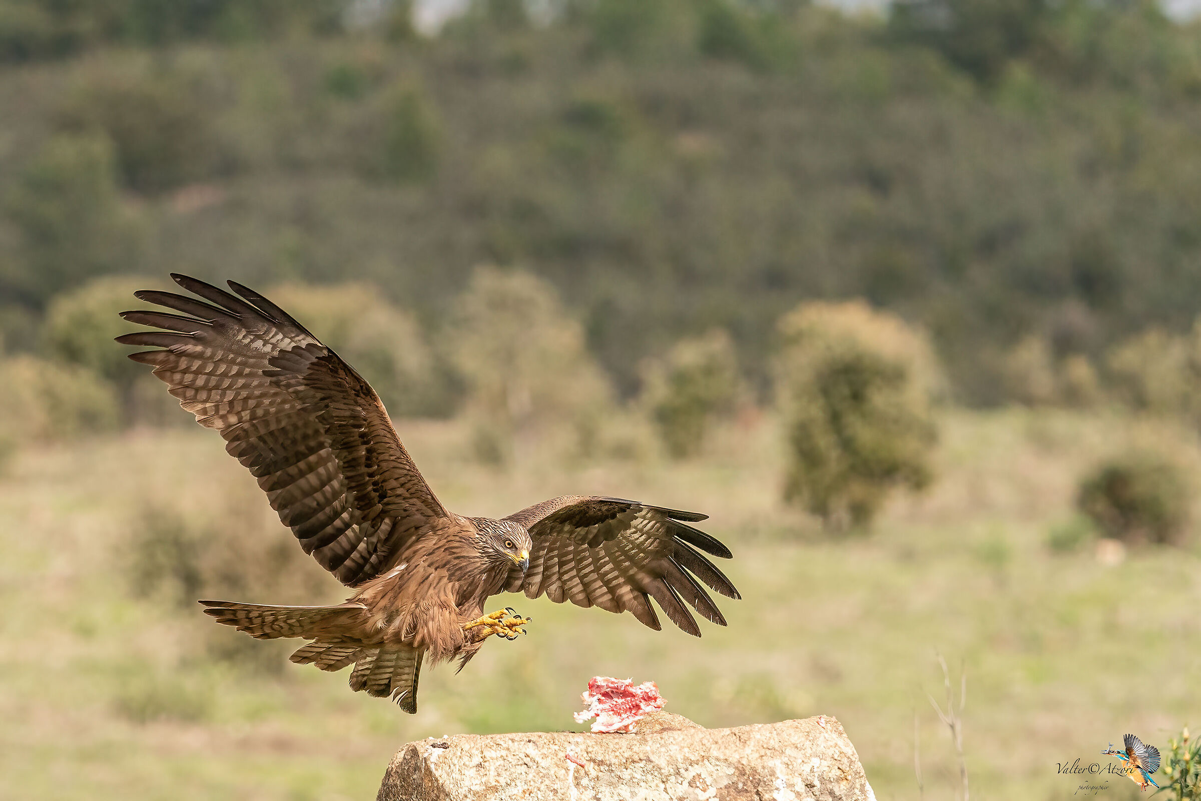 Young brown kite on the way