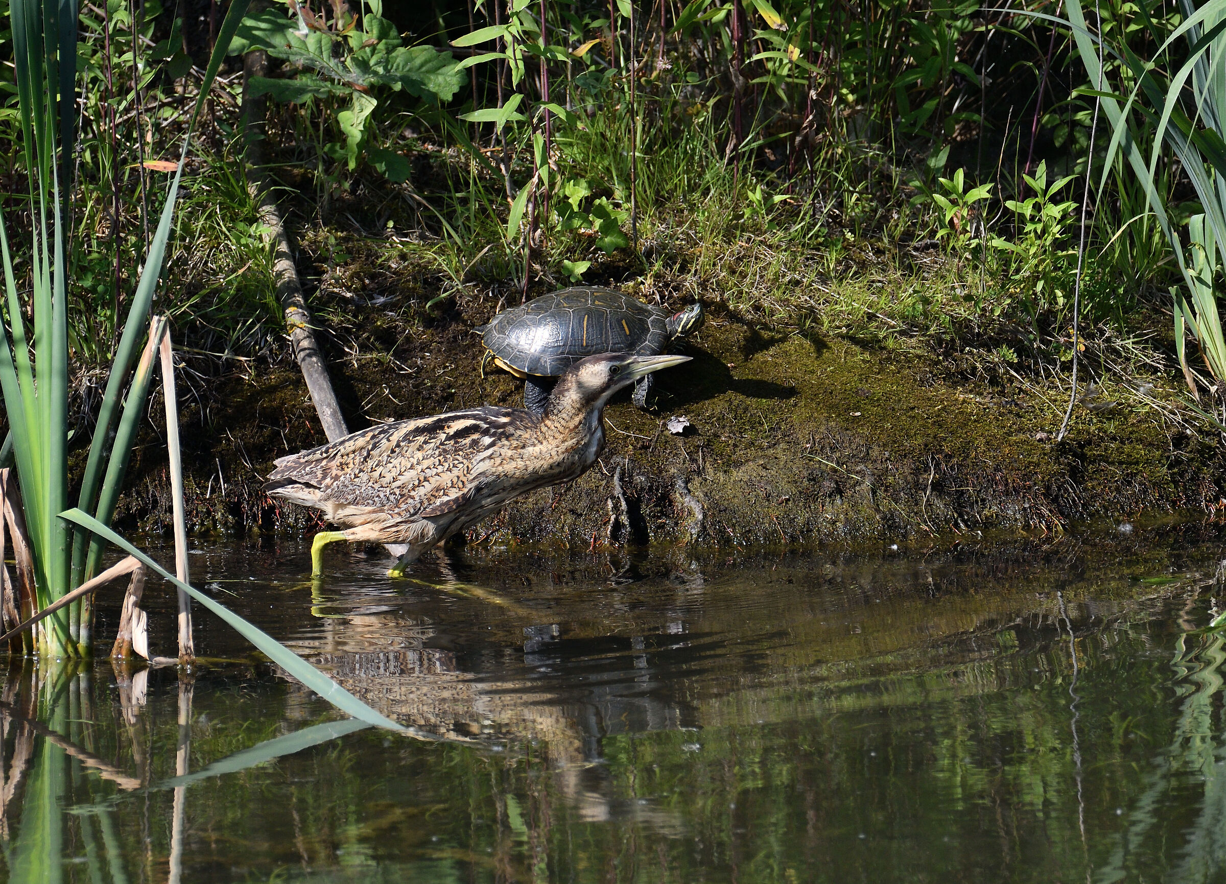 Arrivo al fotofinish...