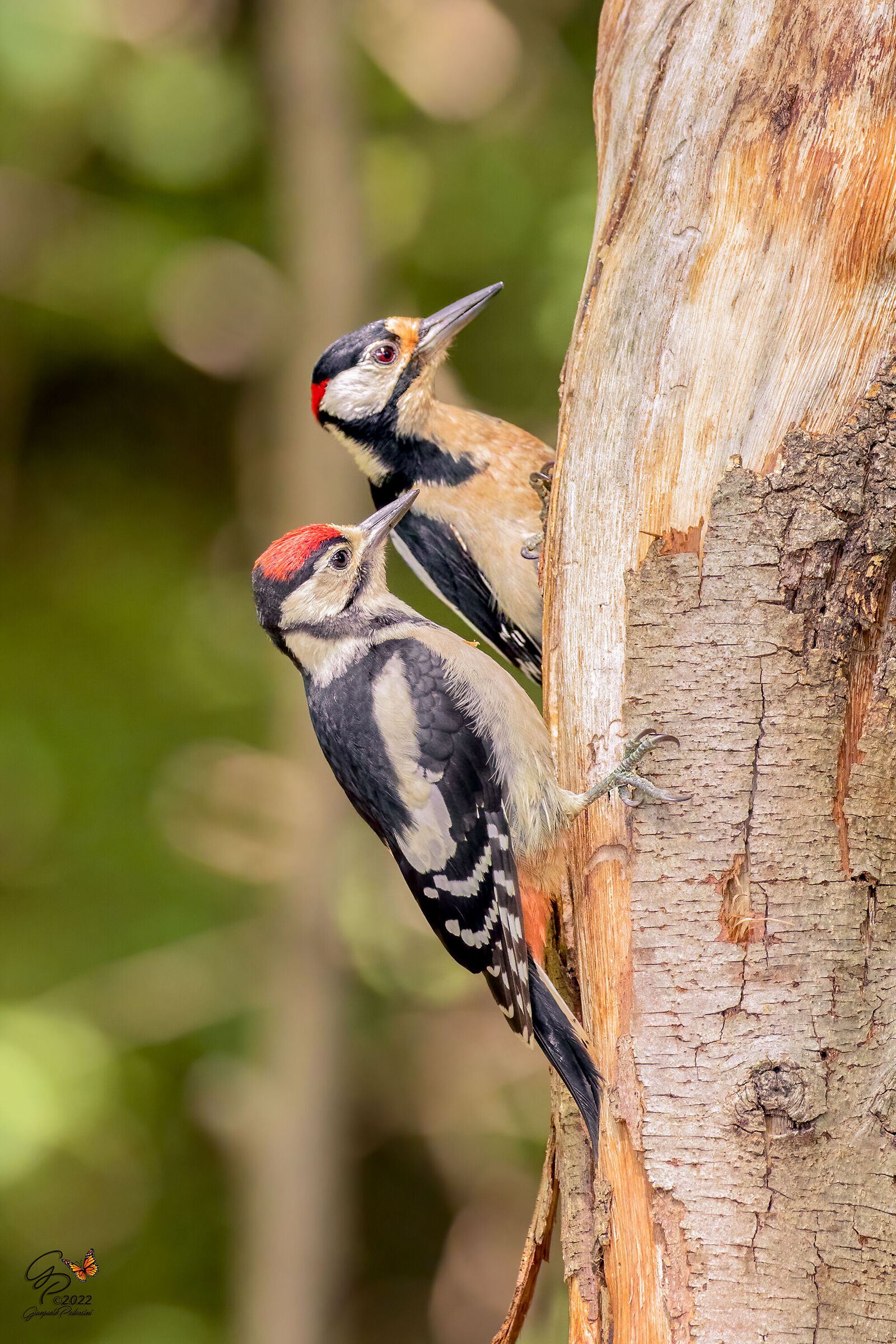 Il piccino con il babbo