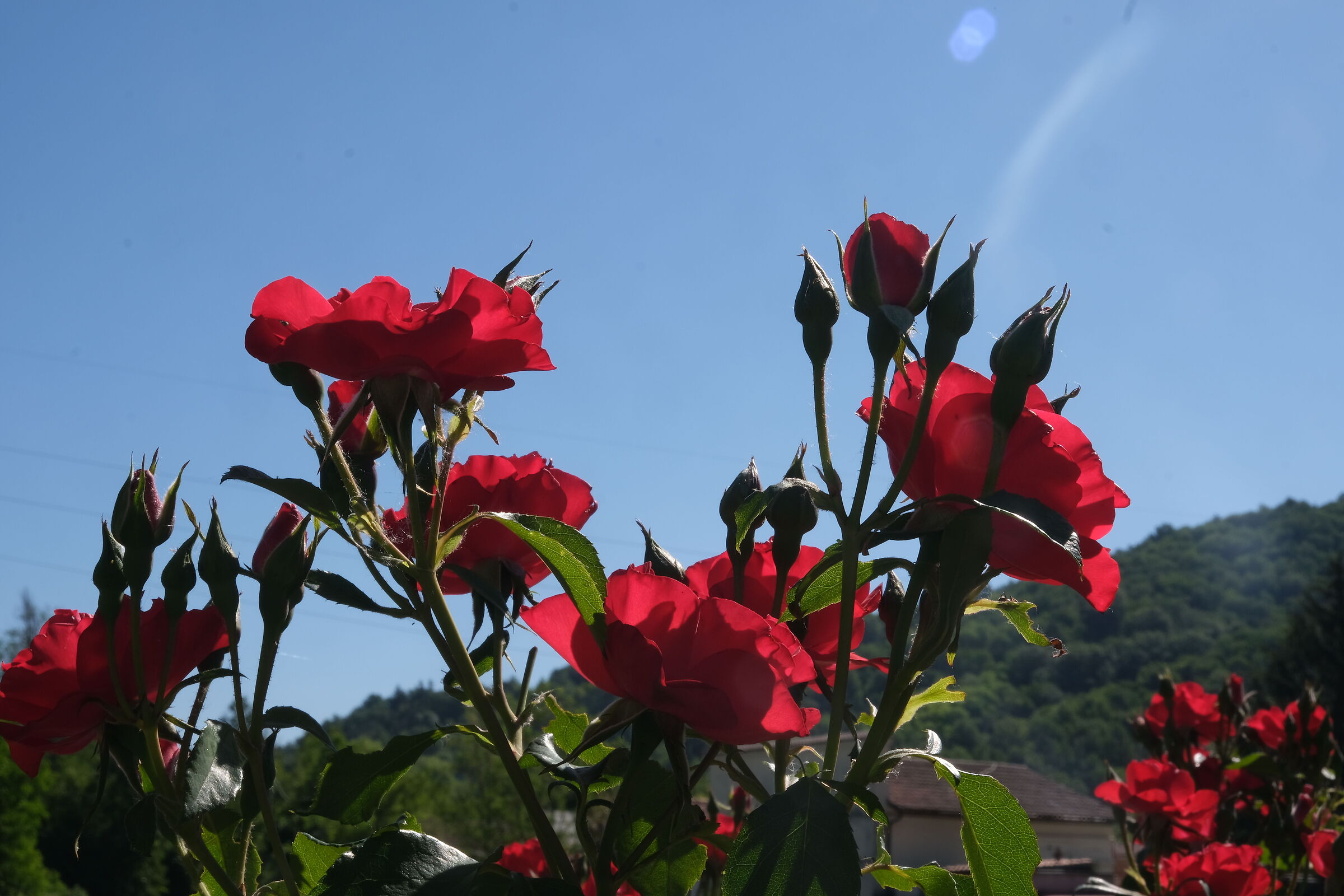 rose