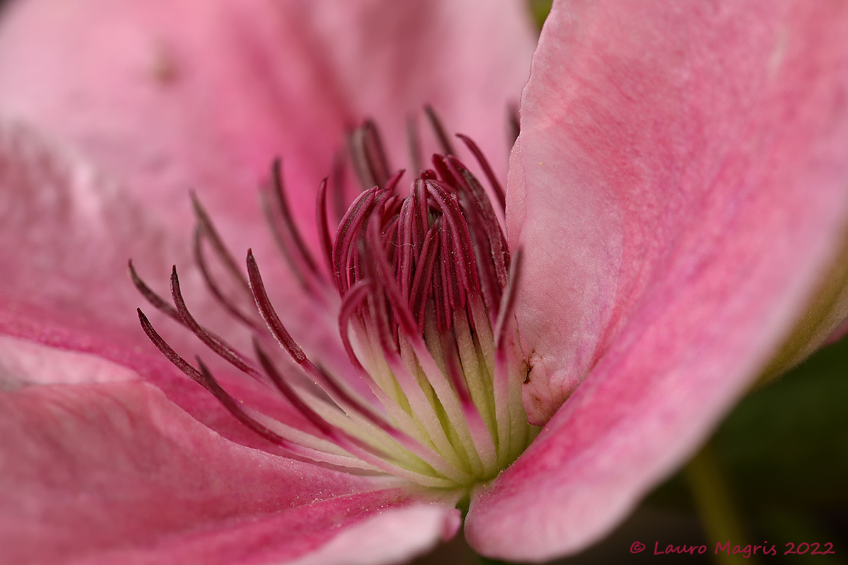 In the heart of clematis