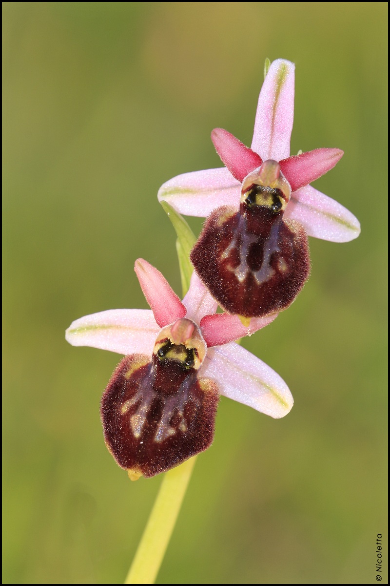 Ophrys sphegodes