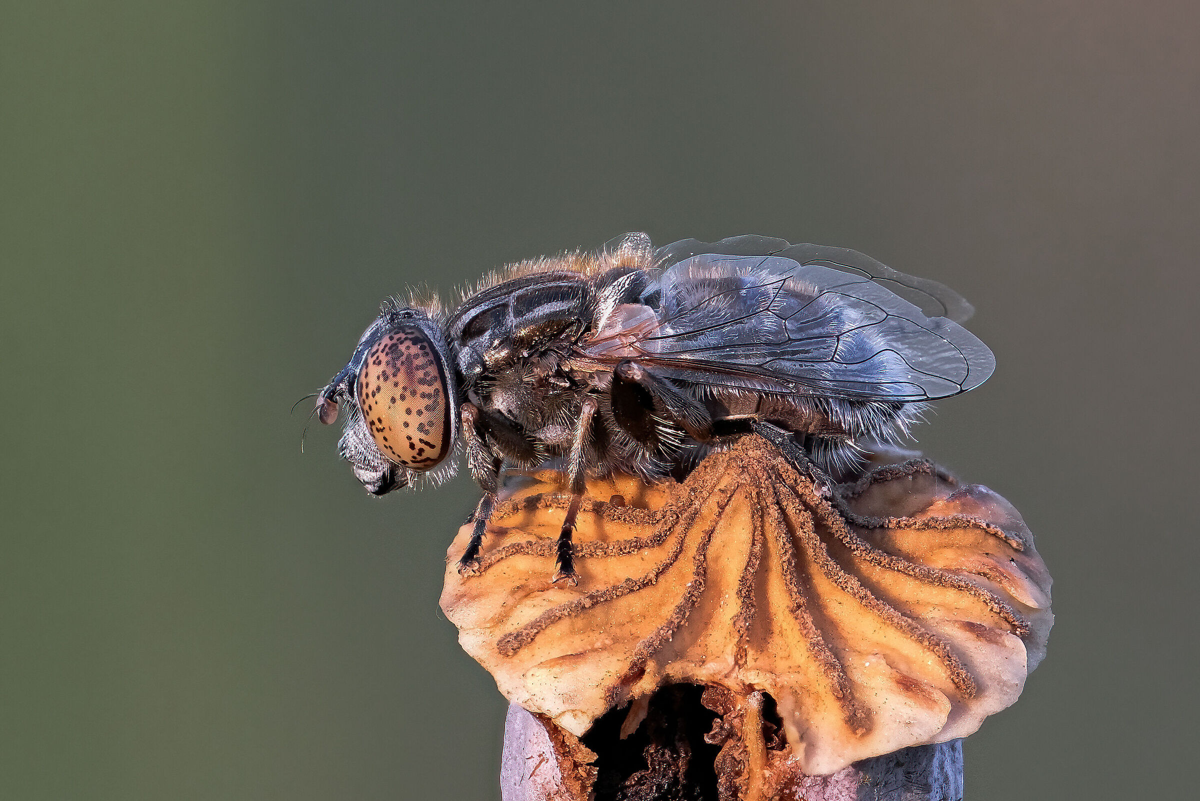 Eristalinus aeneus
