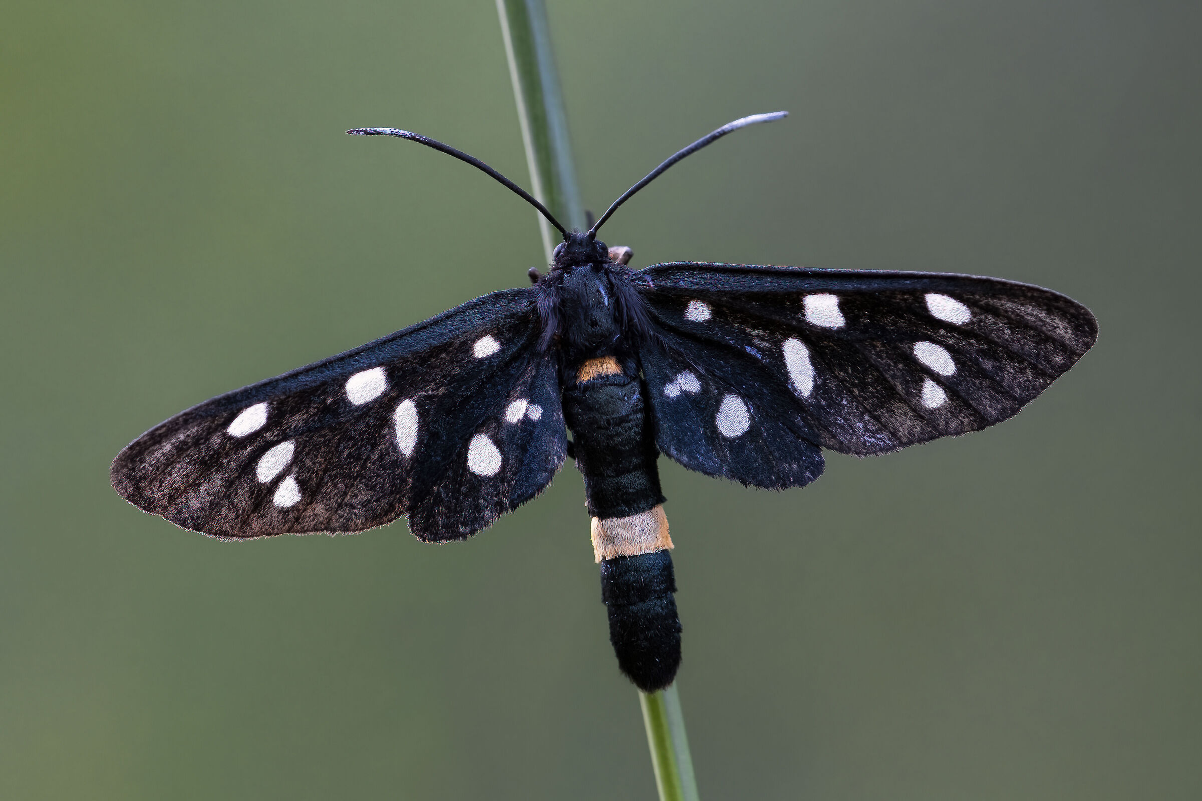 Amata phegea