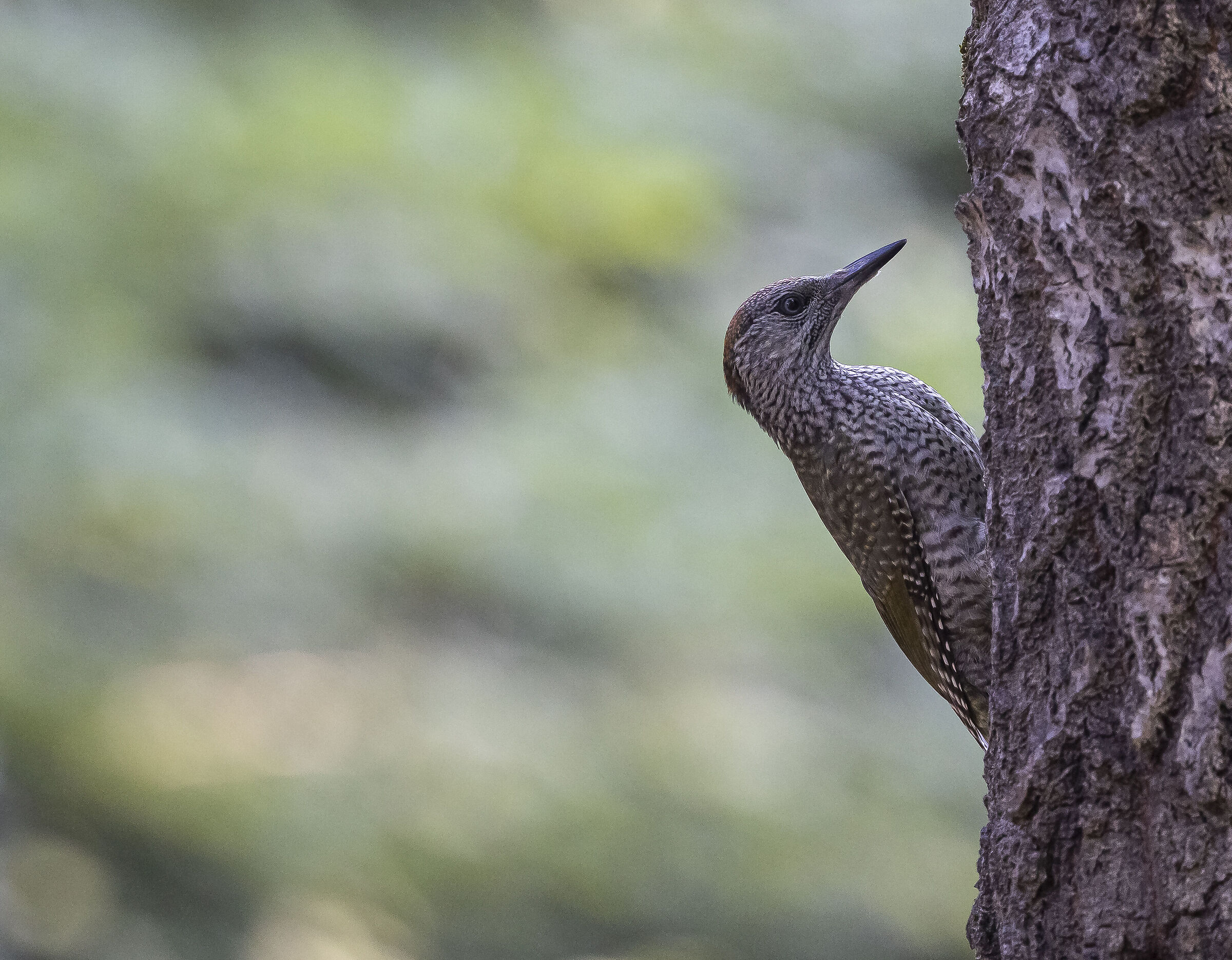 Green woodpecker - Picus Viridis