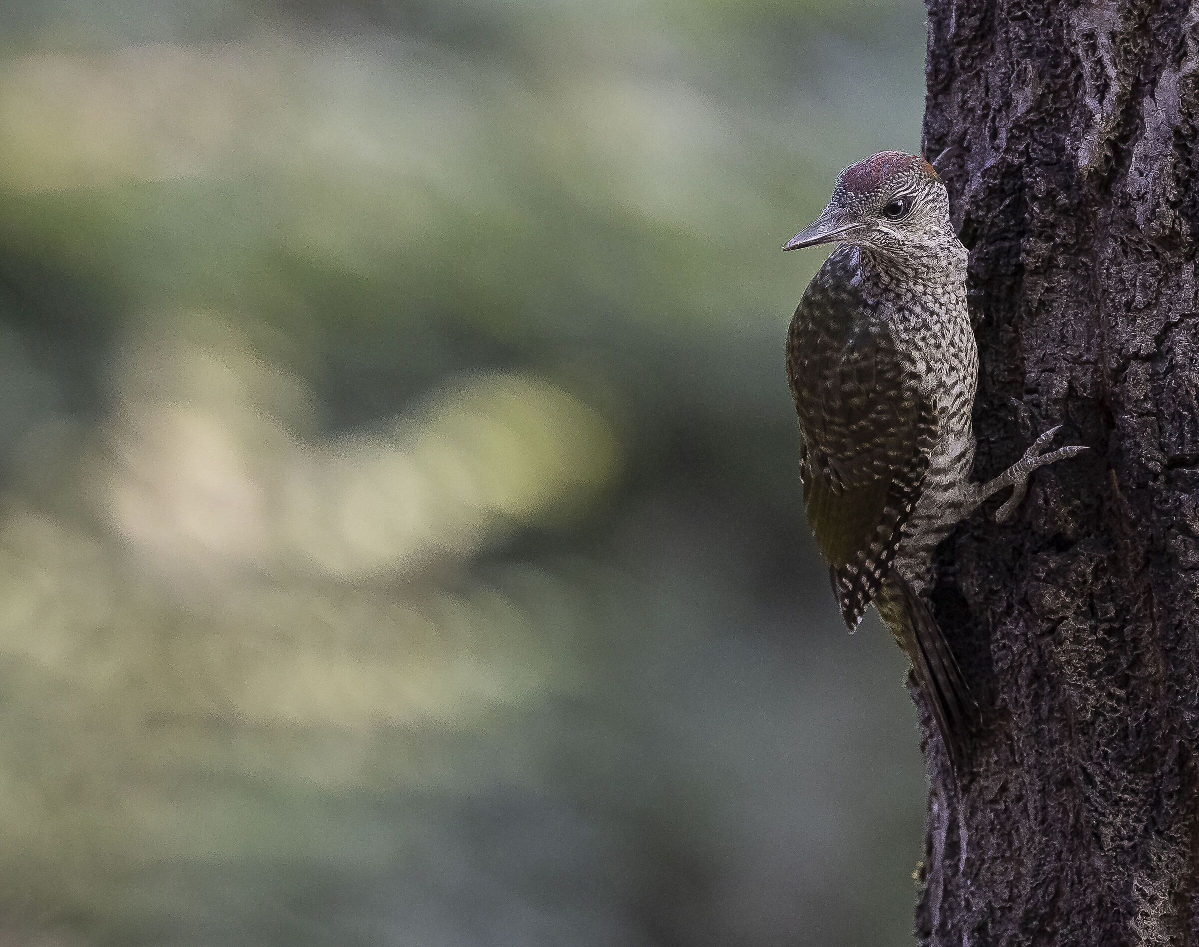 Green woodpecker - Picus Viridis