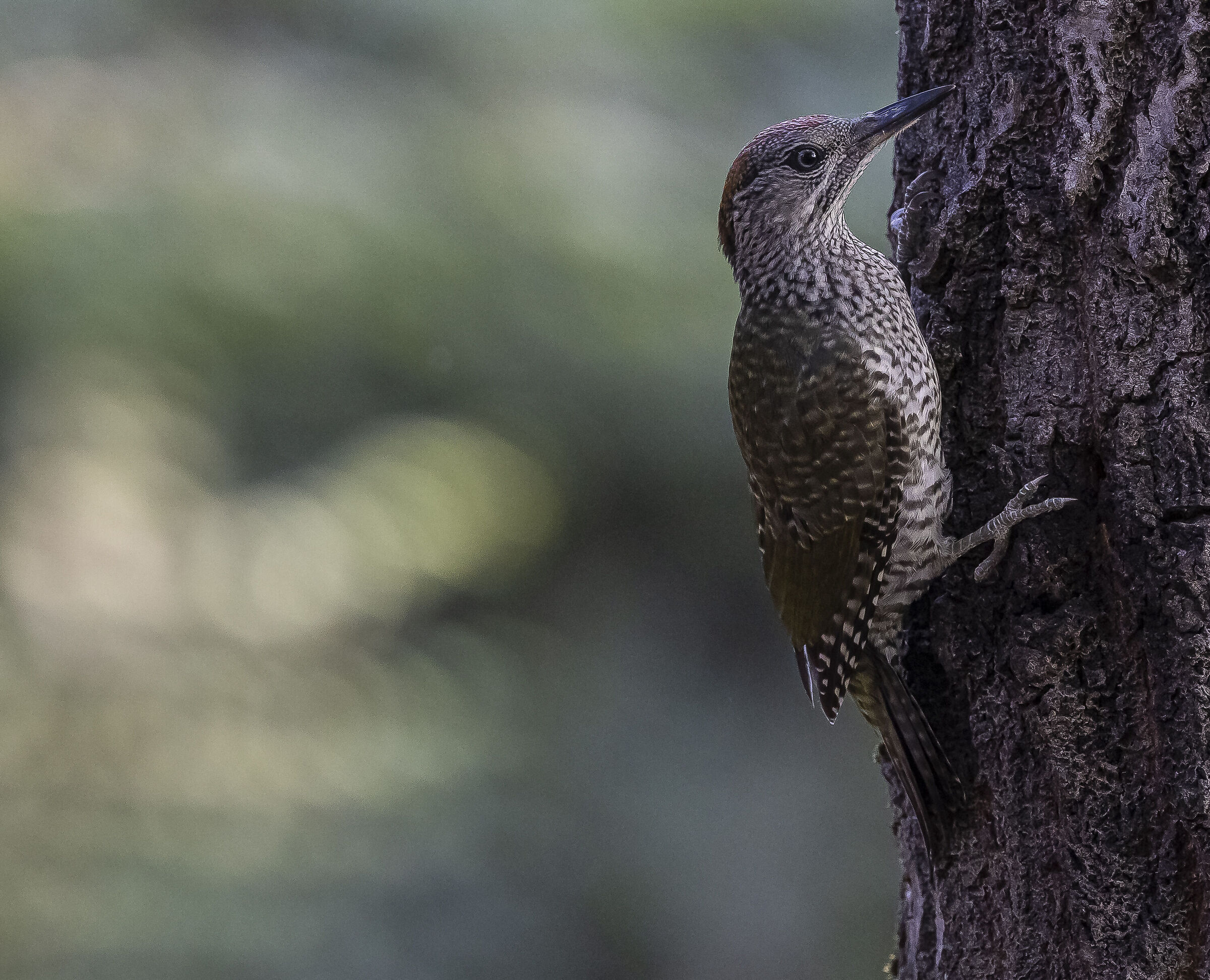 Green woodpecker - Picus Viridis
