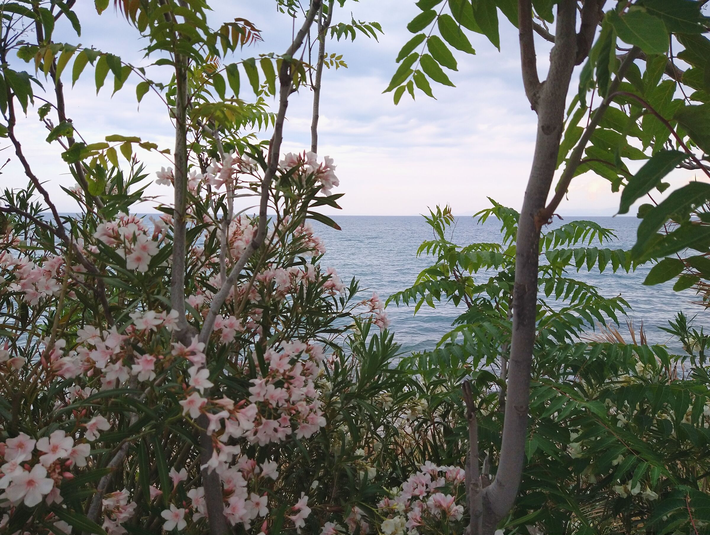 Fiori e mare
