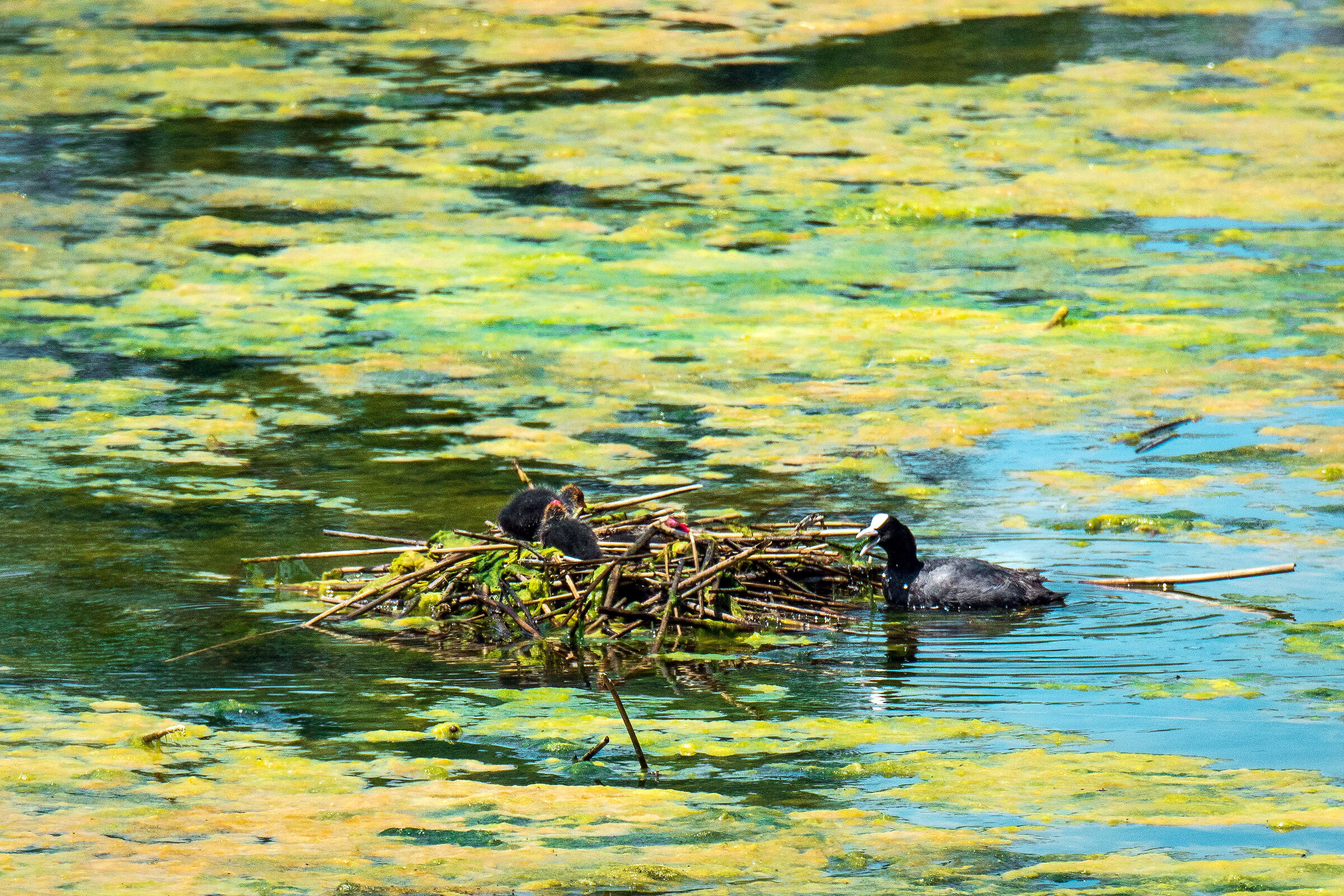 Meraviglia delle meraviglie