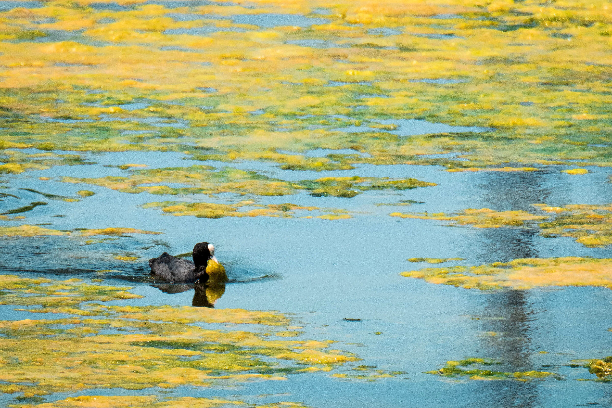 E il papà che fine ha fatto?