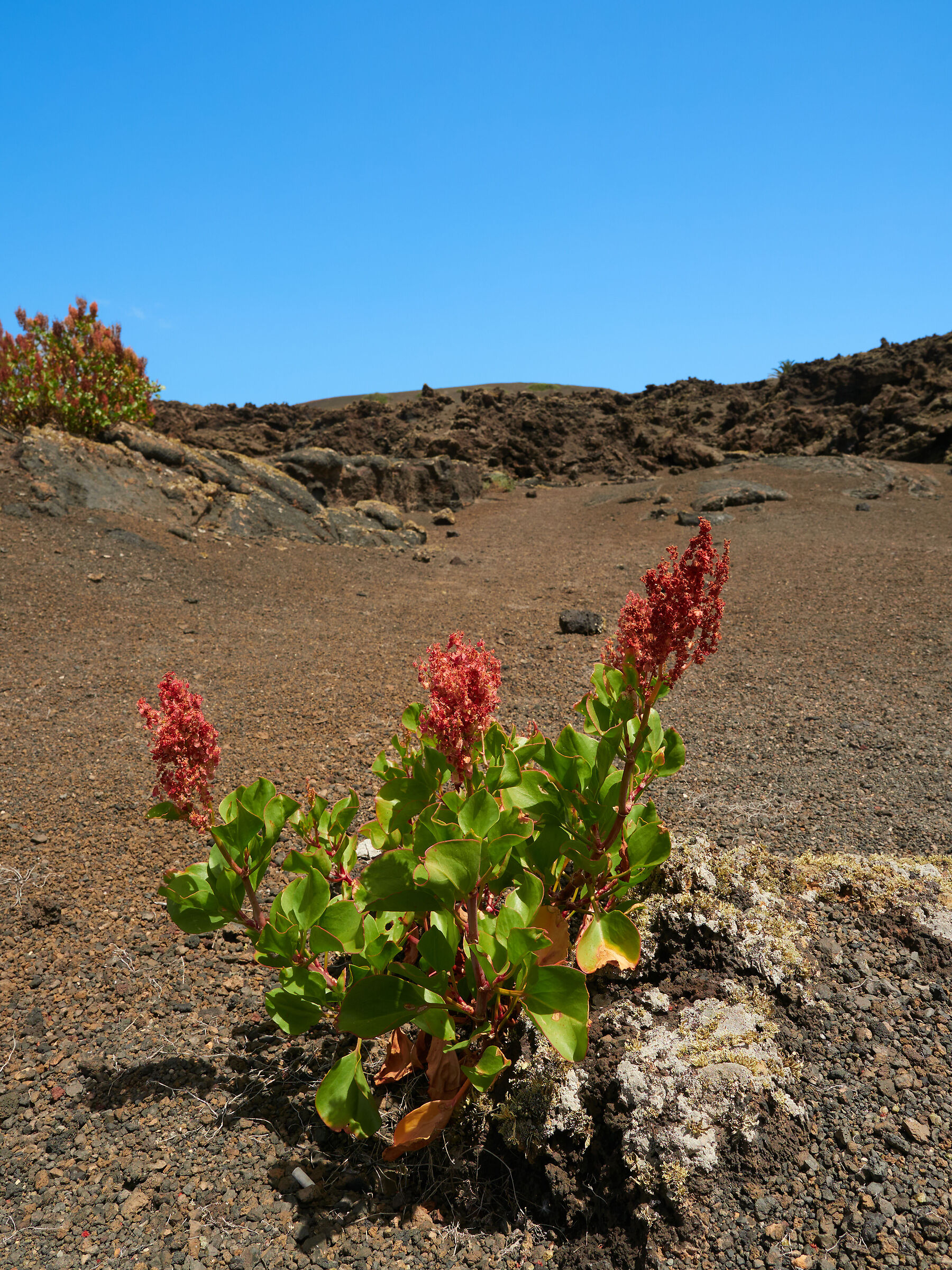 Lanzarote4