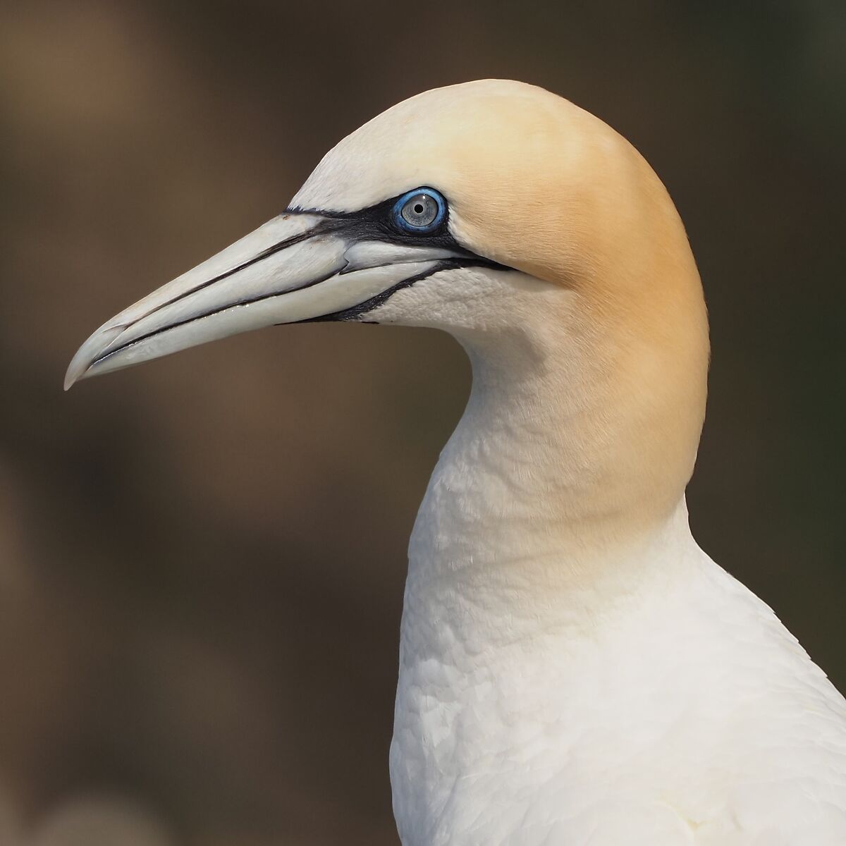 Northern Gannet