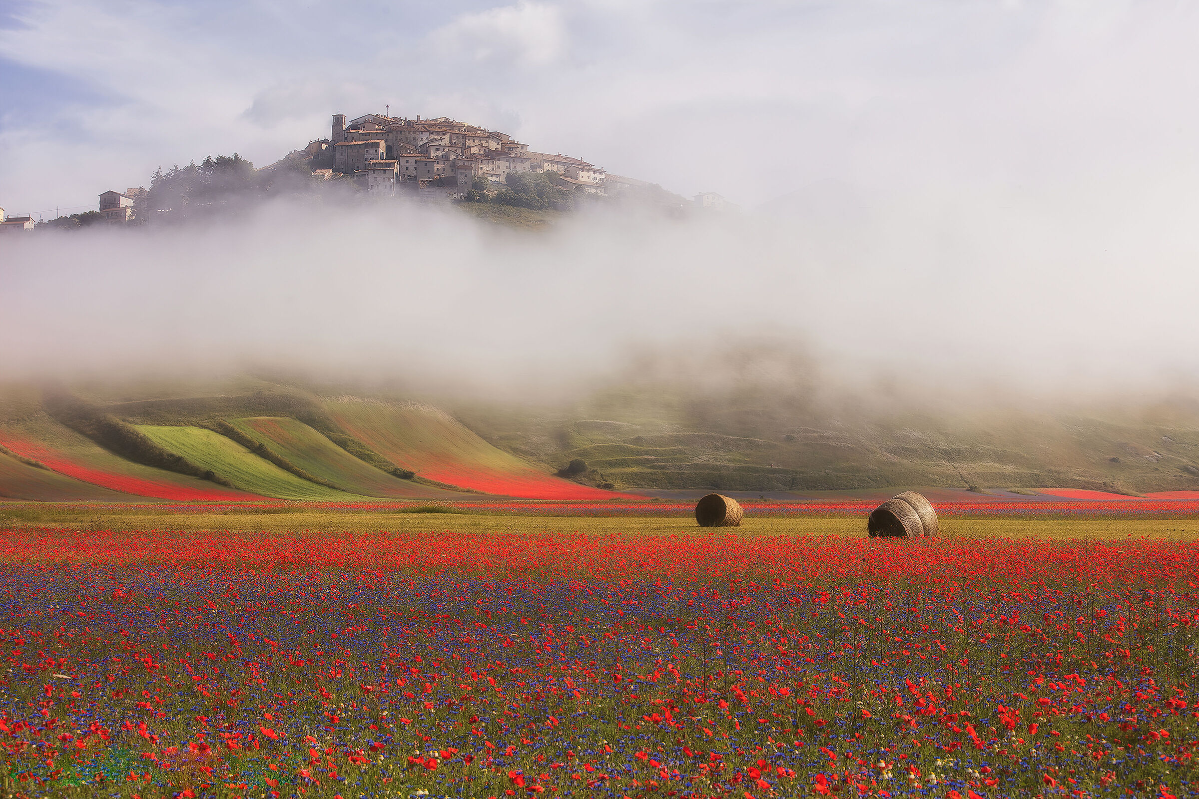 Flowering of castelluccio
