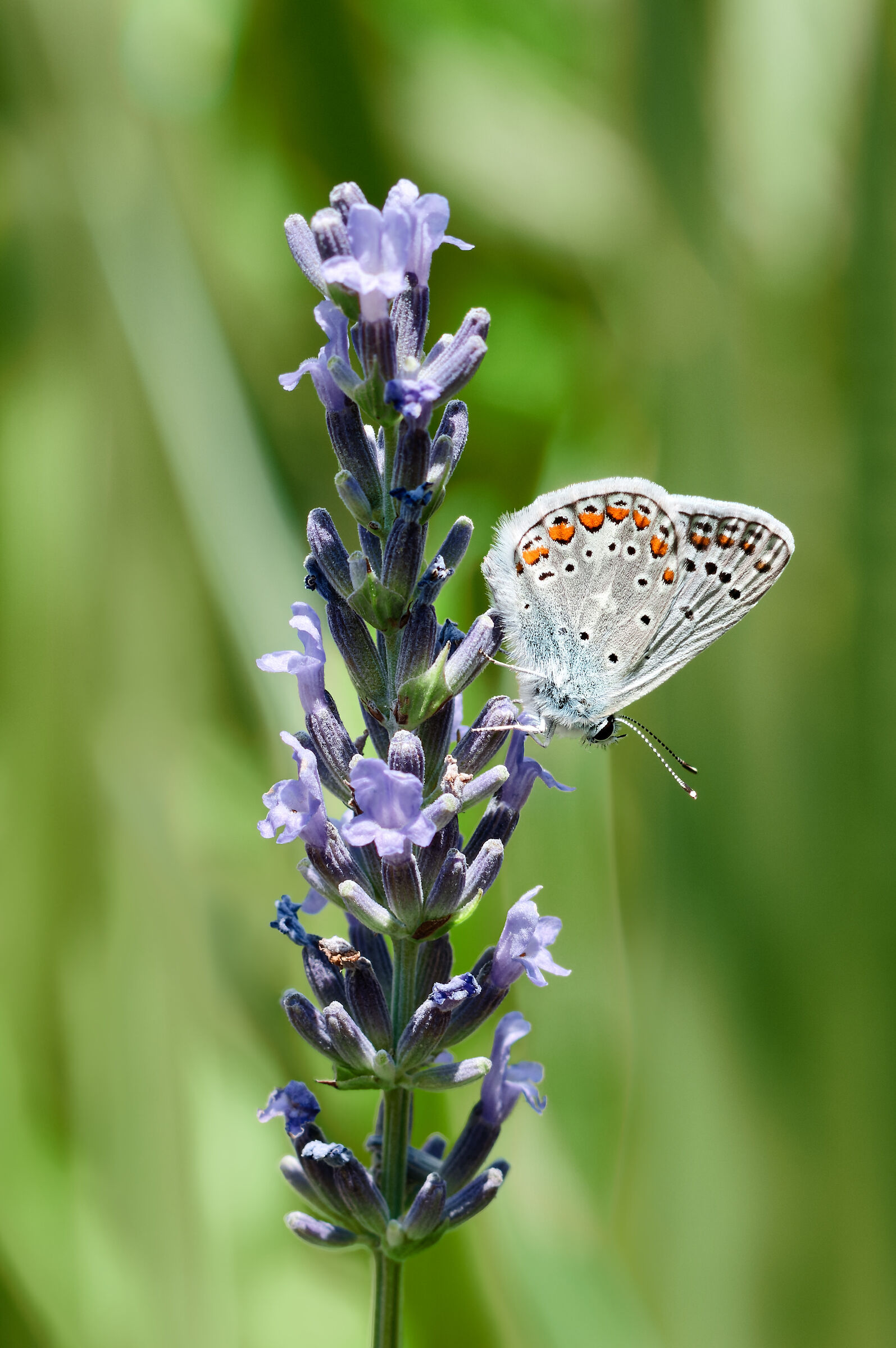 Polyommatus Icarus