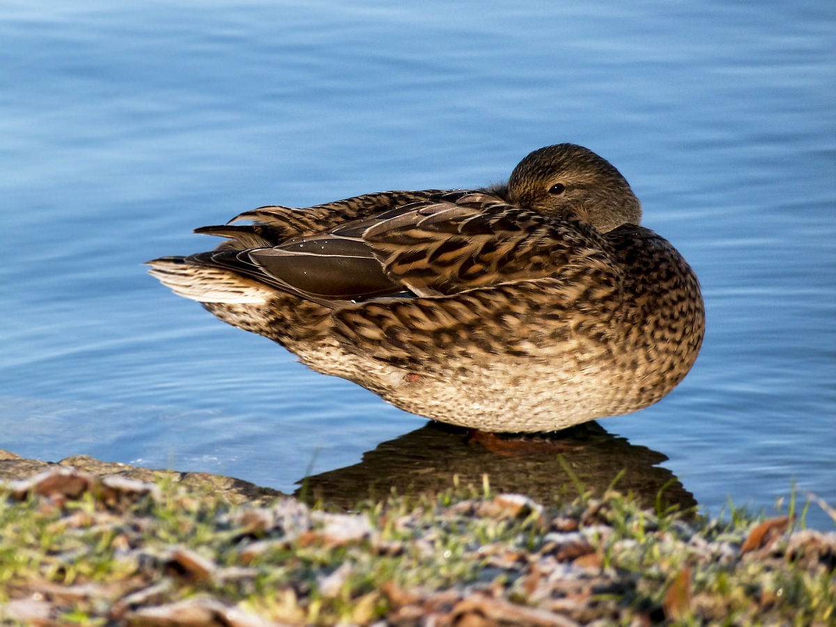 Lasciami dormire....